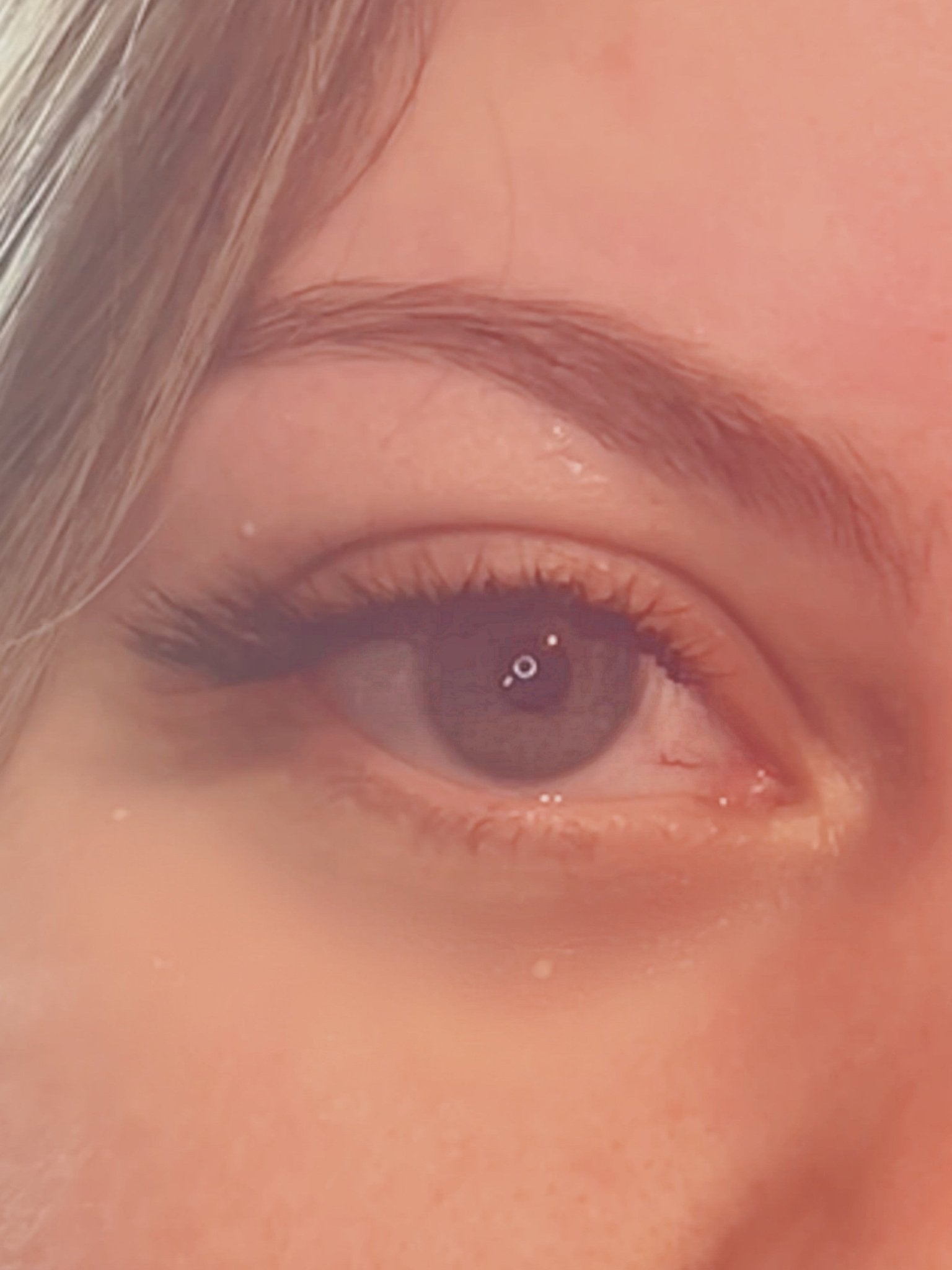 ladybuglashes lashglue lashtrays lashadhesive glueretention cloverlashes wlashes yylashes premades promades lashes