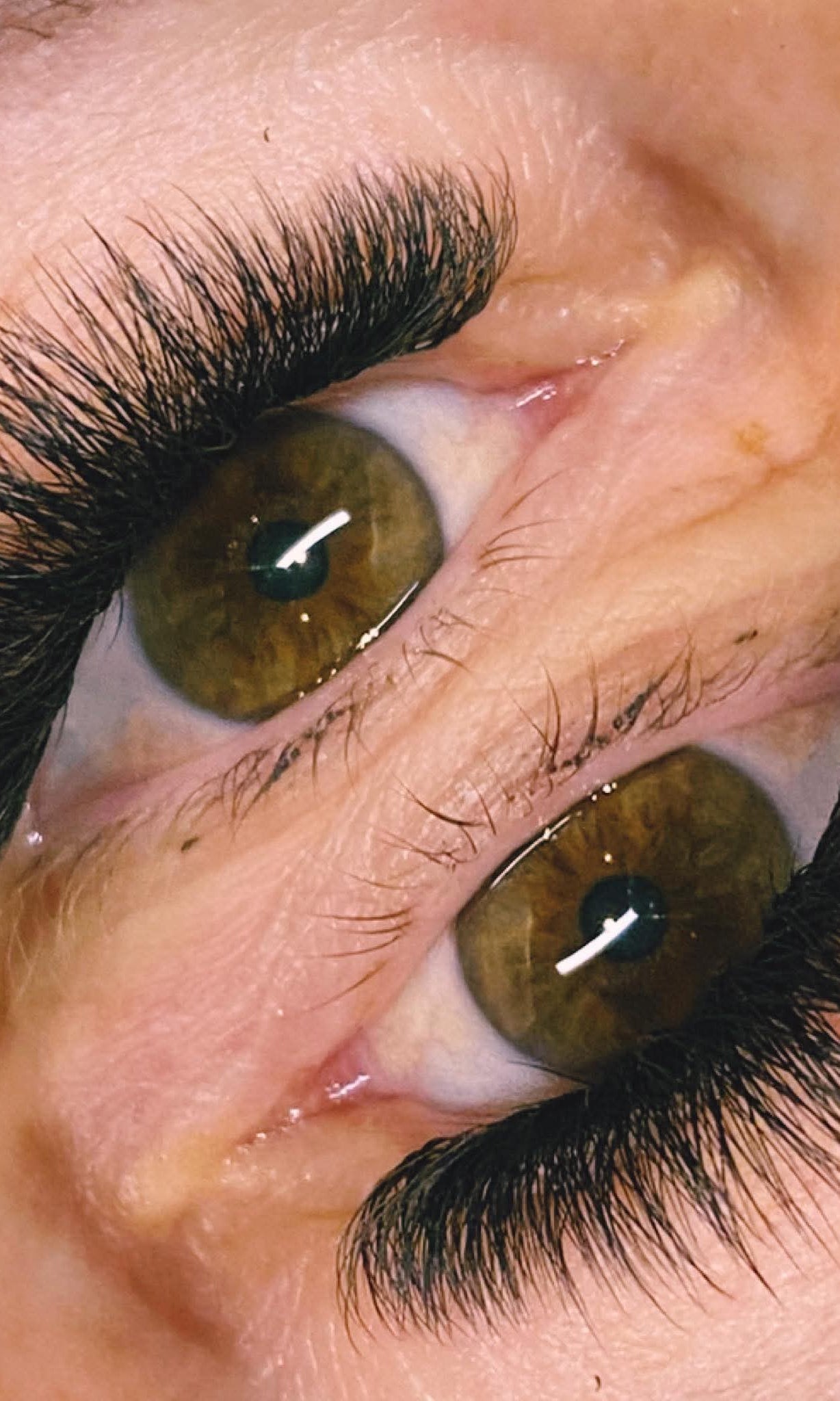 ladybuglashes lashglue lashtrays lashadhesive glueretention cloverlashes wlashes yylashes premades promades lashes