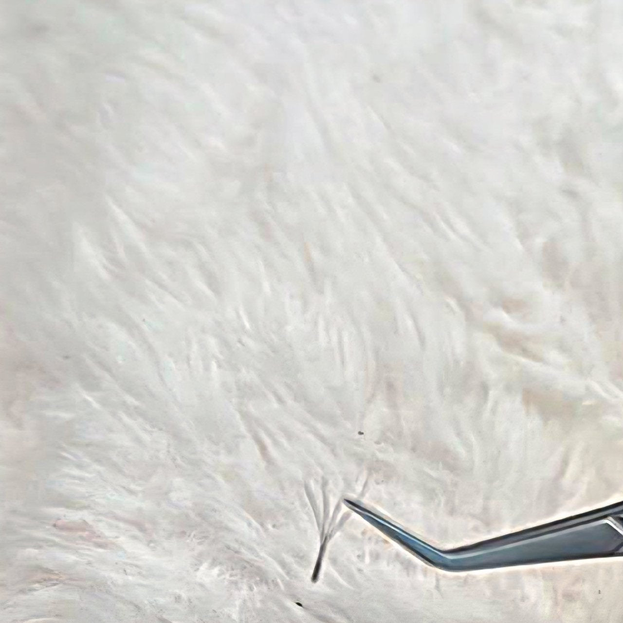 ladybuglashes lashglue lashtrays lashadhesive glueretention cloverlashes wlashes yylashes premades promades lashes