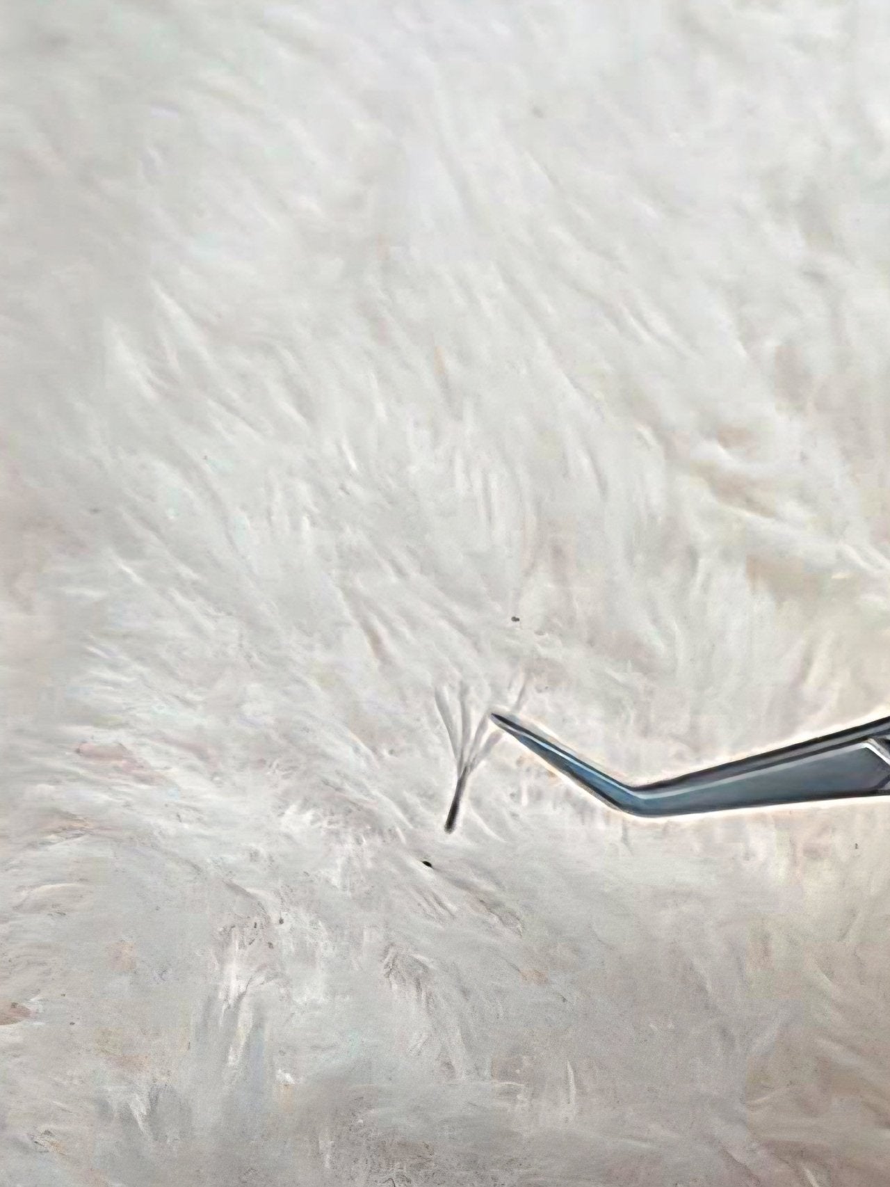 ladybuglashes lashglue lashtrays lashadhesive glueretention cloverlashes wlashes yylashes premades promades lashes