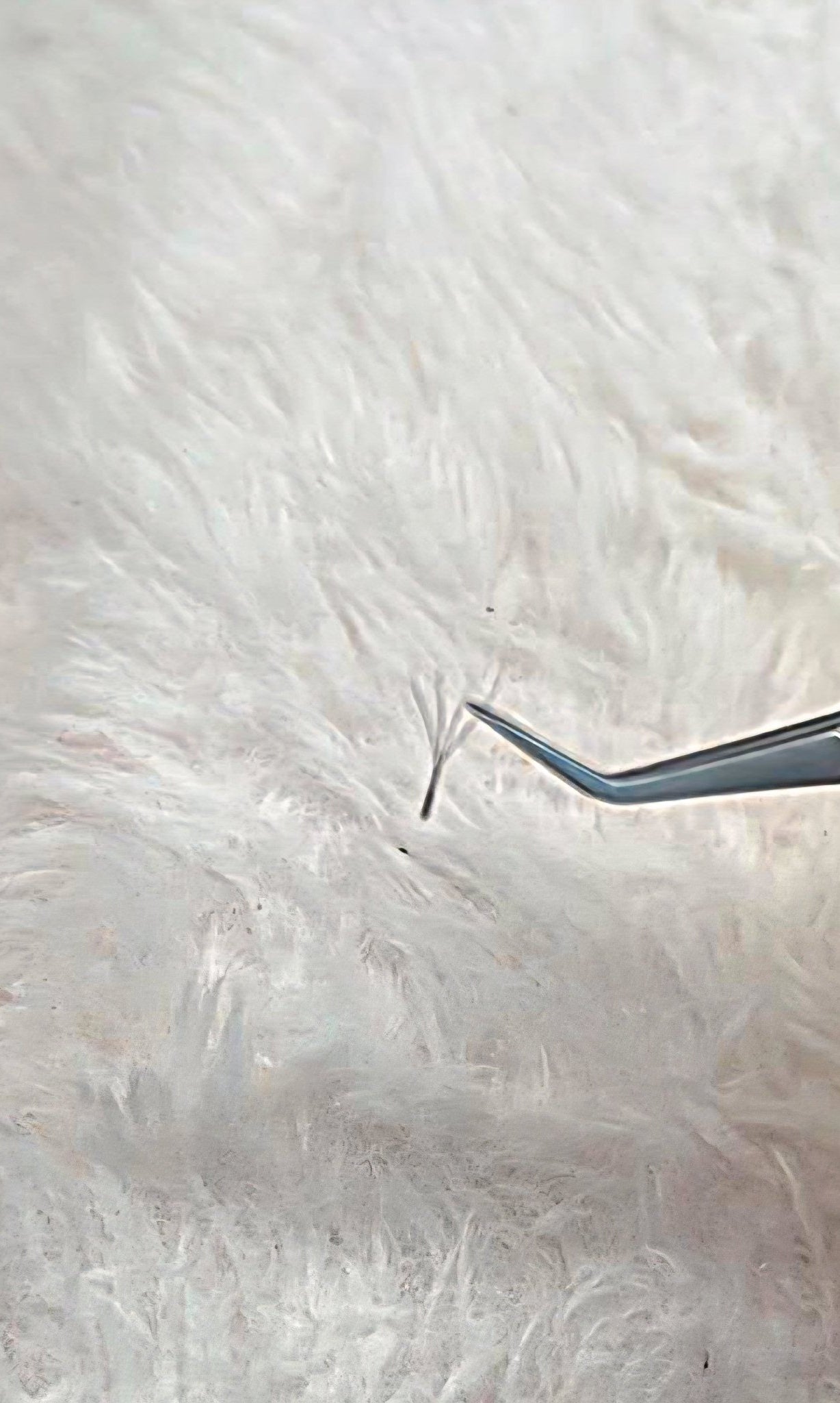 ladybuglashes lashglue lashtrays lashadhesive glueretention cloverlashes wlashes yylashes premades promades lashes