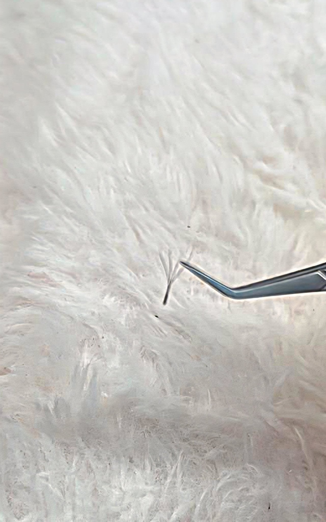 ladybuglashes lashglue lashtrays lashadhesive glueretention cloverlashes wlashes yylashes premades promades lashes