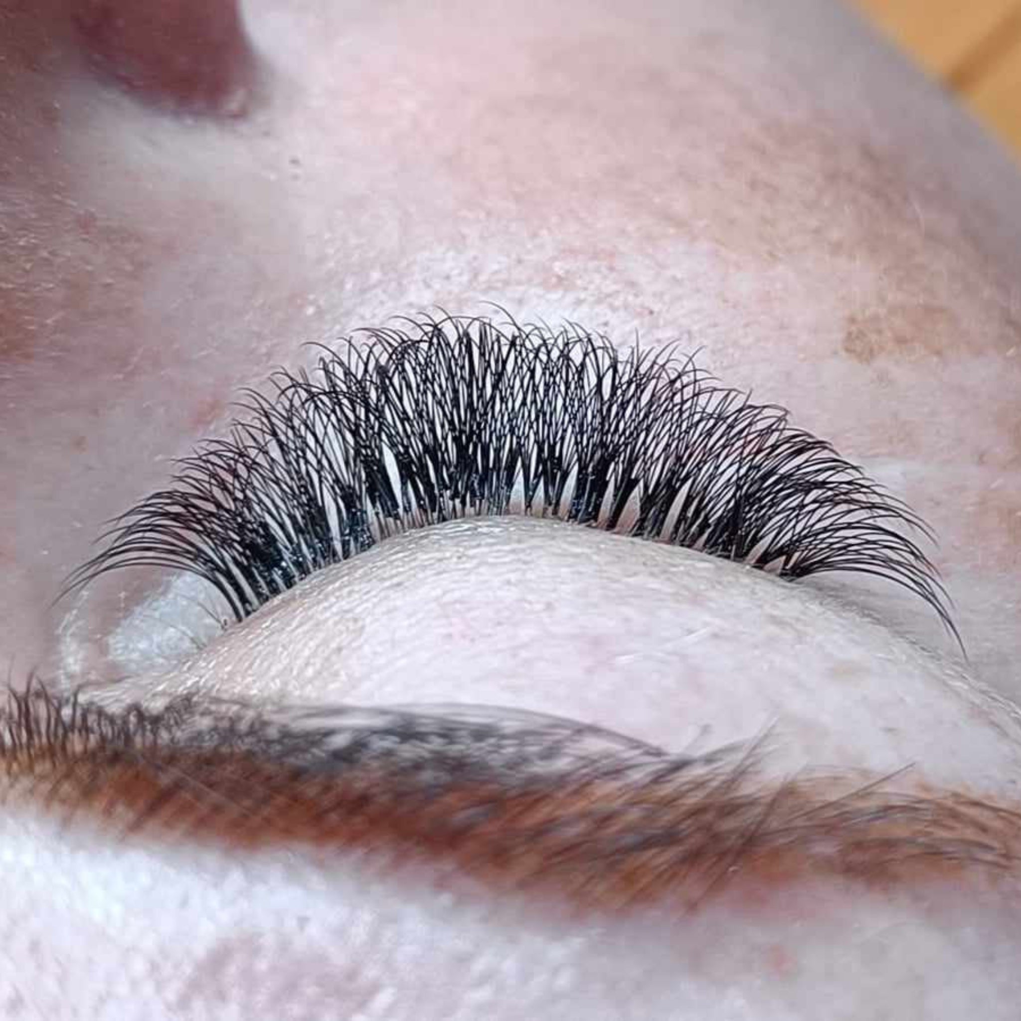 ladybuglashes lashglue lashtrays lashadhesive glueretention cloverlashes wlashes yylashes premades promades lashes