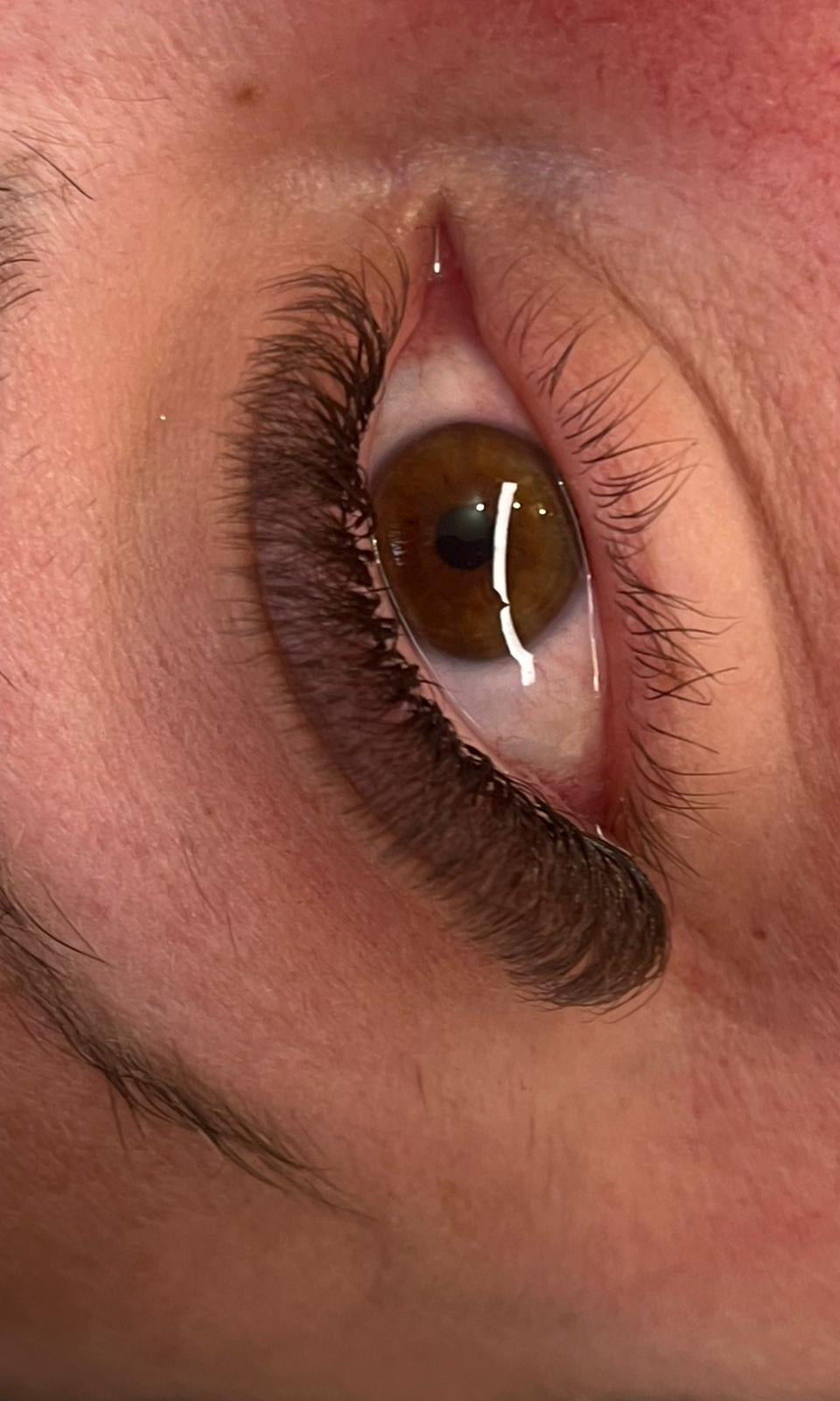 ladybuglashes lashglue lashtrays lashadhesive glueretention cloverlashes wlashes yylashes premades promades lashes