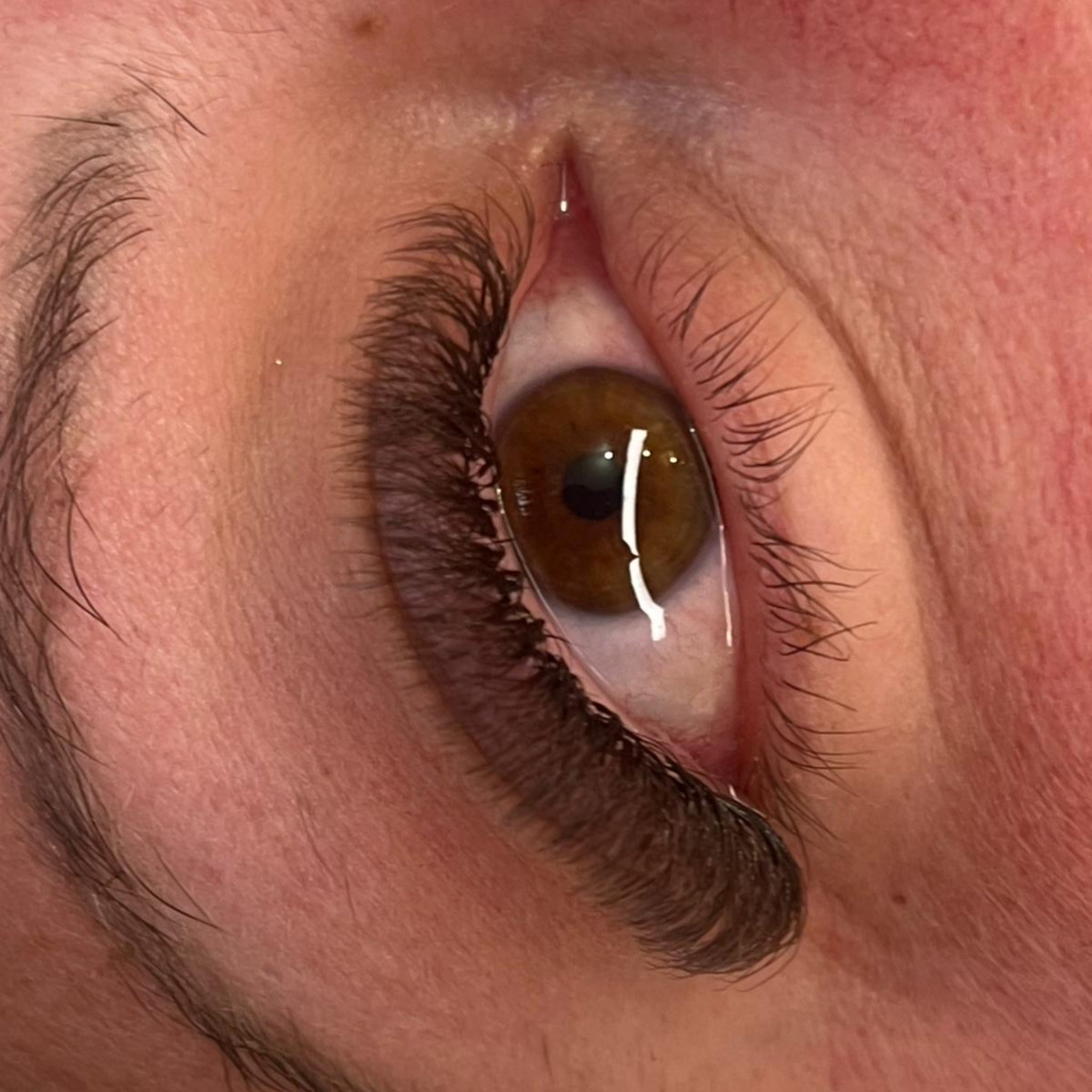 ladybuglashes lashglue lashtrays lashadhesive glueretention cloverlashes wlashes yylashes premades promades lashes