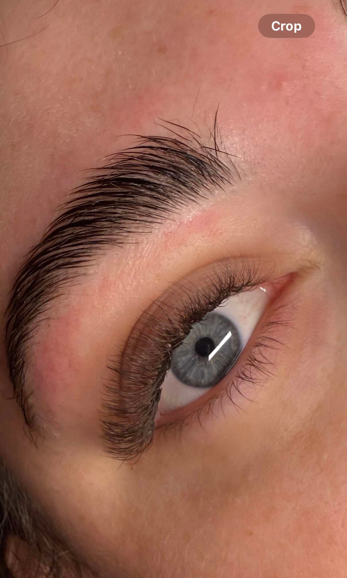 ladybuglashes lashglue lashtrays lashadhesive glueretention cloverlashes wlashes yylashes premades promades lashes