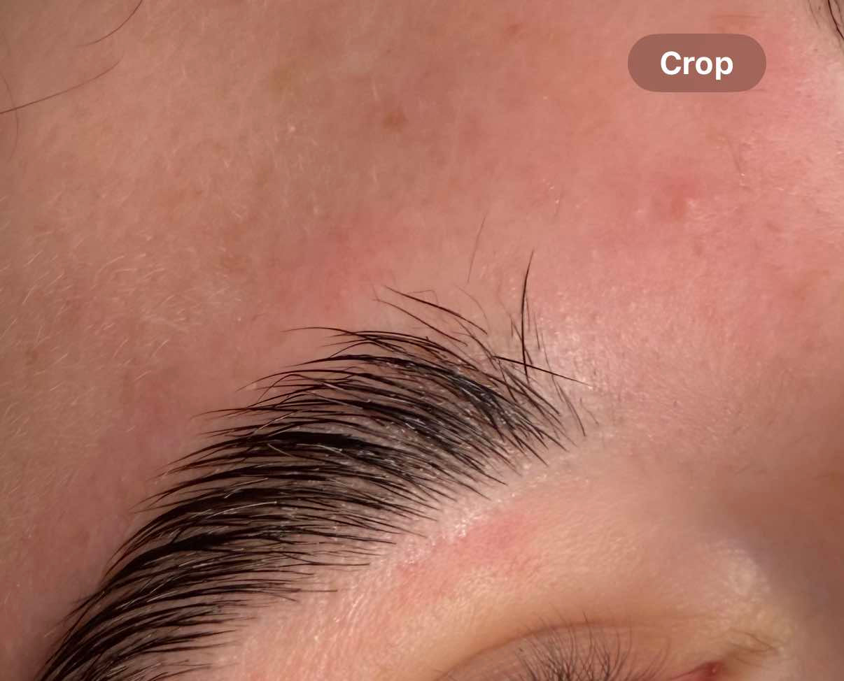 ladybuglashes lashglue lashtrays lashadhesive glueretention cloverlashes wlashes yylashes premades promades lashes