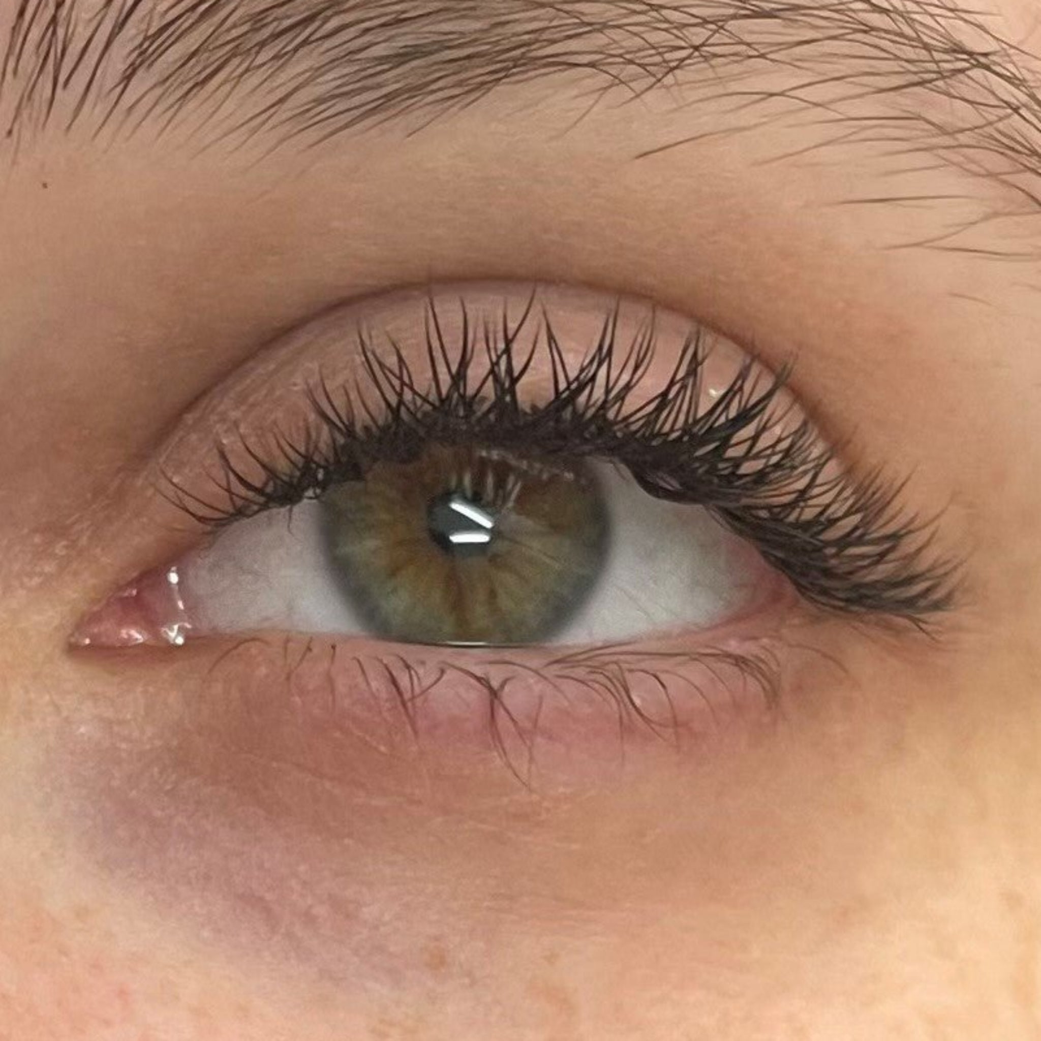 ladybuglashes lashglue lashtrays lashadhesive glueretention cloverlashes wlashes yylashes premades promades lashes