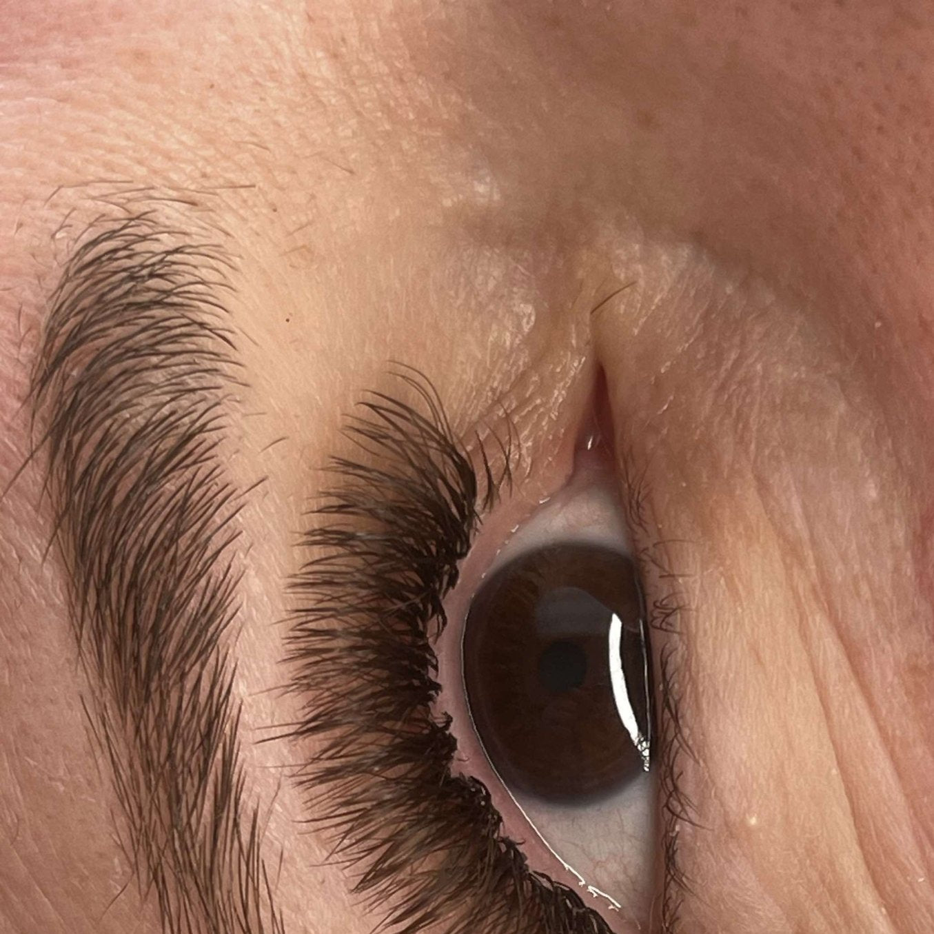 ladybuglashes lashglue lashtrays lashadhesive glueretention cloverlashes wlashes yylashes premades promades lashes