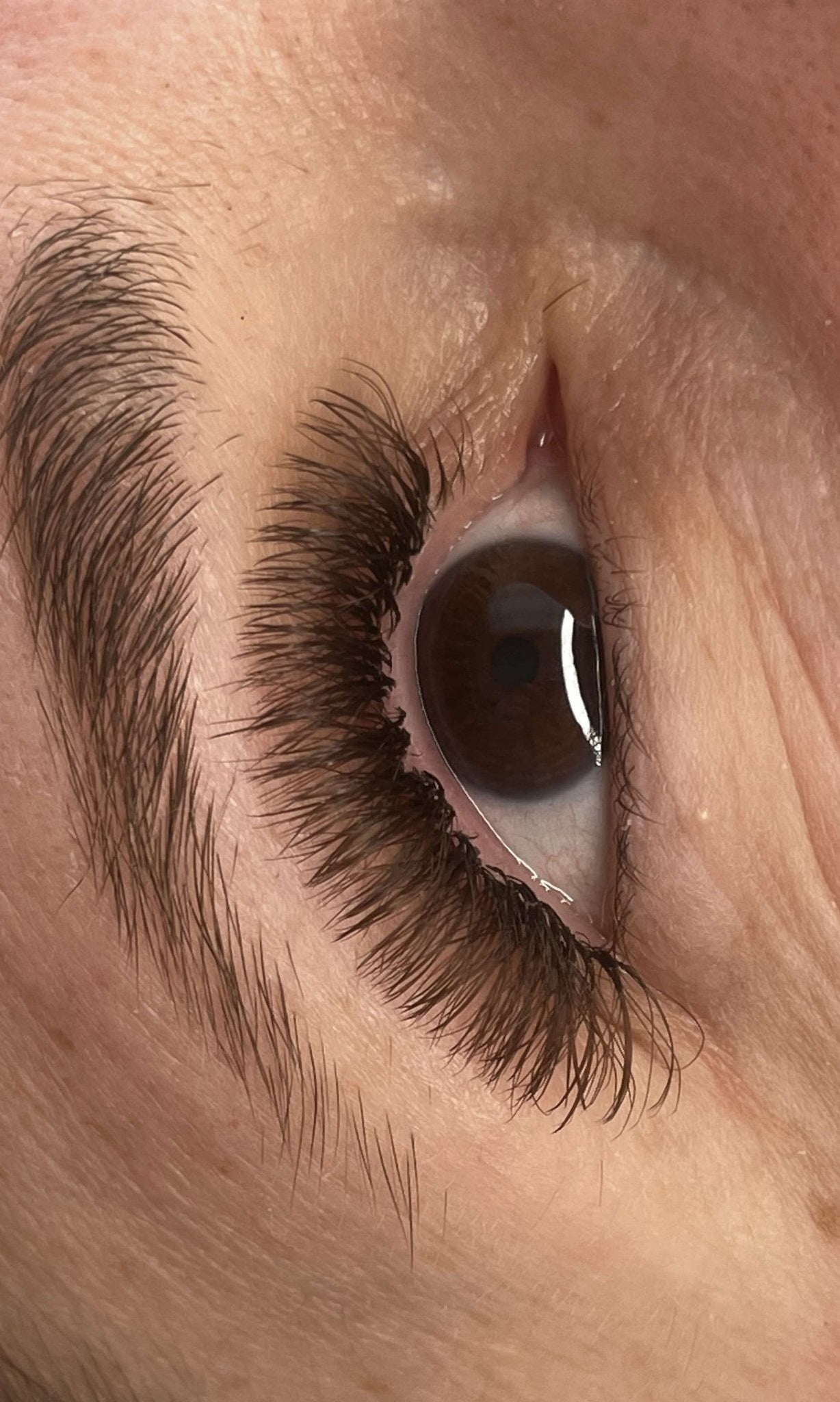 ladybuglashes lashglue lashtrays lashadhesive glueretention cloverlashes wlashes yylashes premades promades lashes