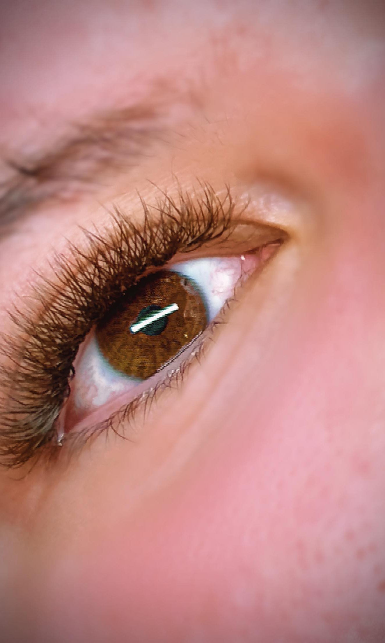 ladybuglashes lashglue lashtrays lashadhesive glueretention cloverlashes wlashes yylashes premades promades lashes