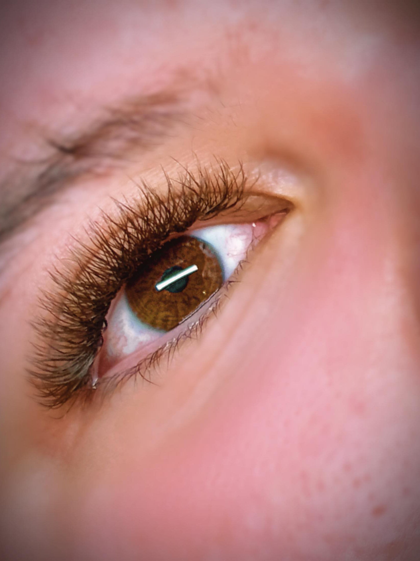 ladybuglashes lashglue lashtrays lashadhesive glueretention cloverlashes wlashes yylashes premades promades lashes