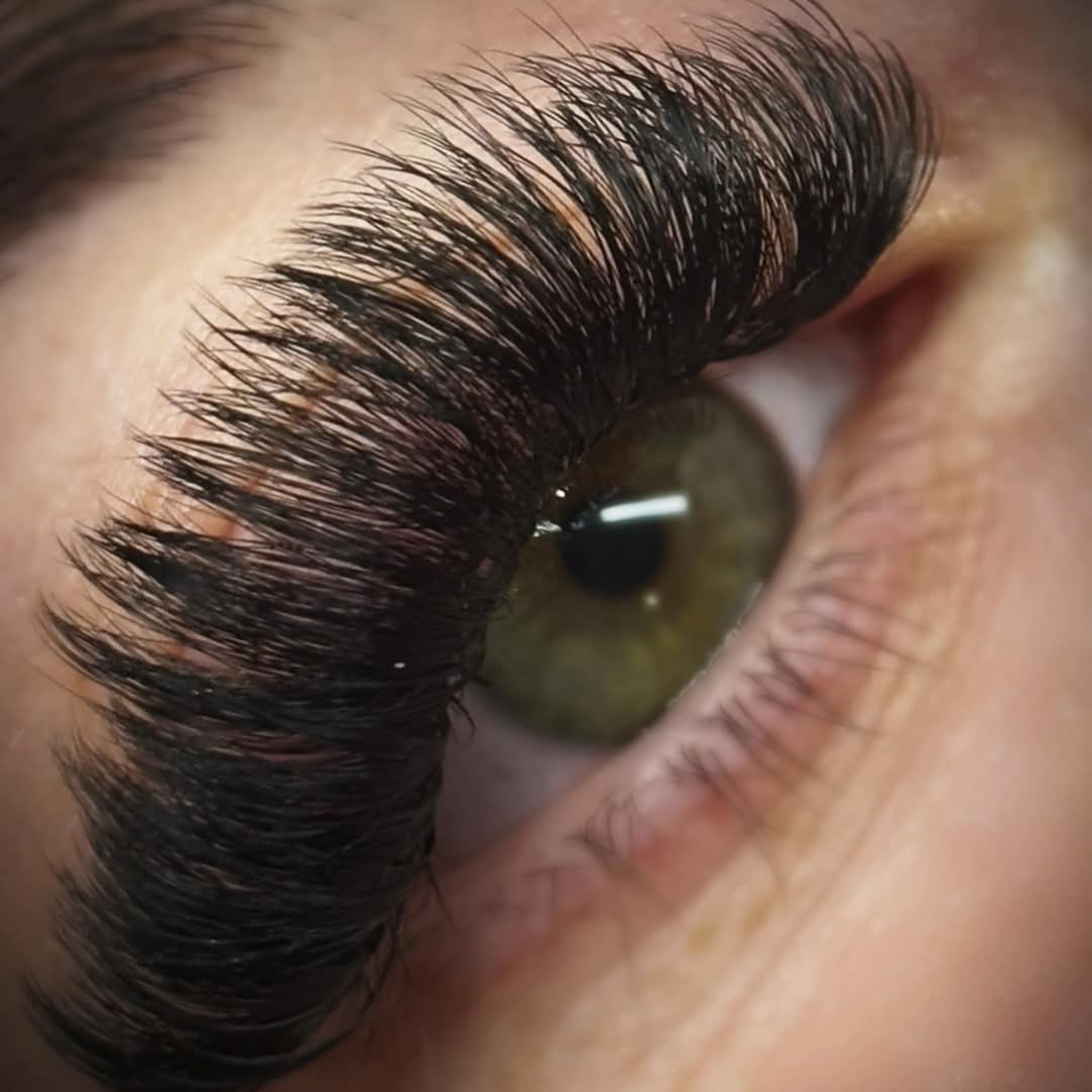 ladybuglashes lashglue lashtrays lashadhesive glueretention cloverlashes wlashes yylashes premades promades lashes