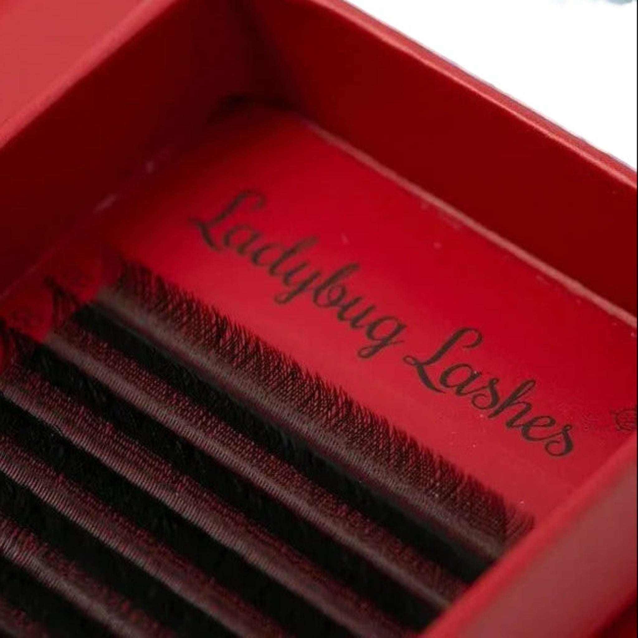 ladybuglashes lashglue lashtrays lashadhesive glueretention cloverlashes wlashes yylashes premades promades lashes
