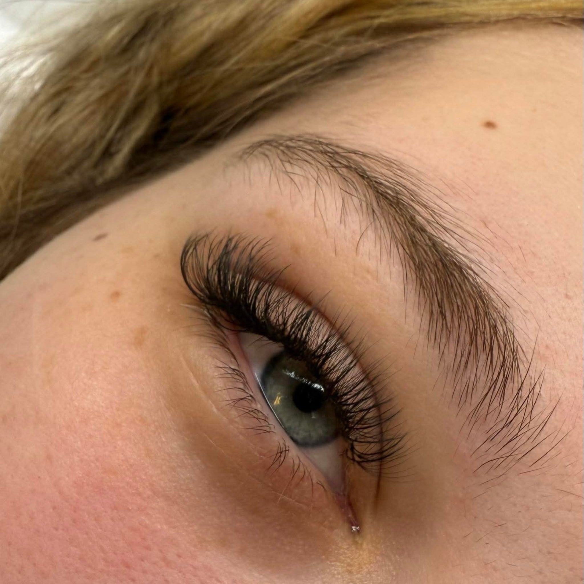 ladybuglashes lashglue lashtrays lashadhesive glueretention cloverlashes wlashes yylashes premades promades lashes