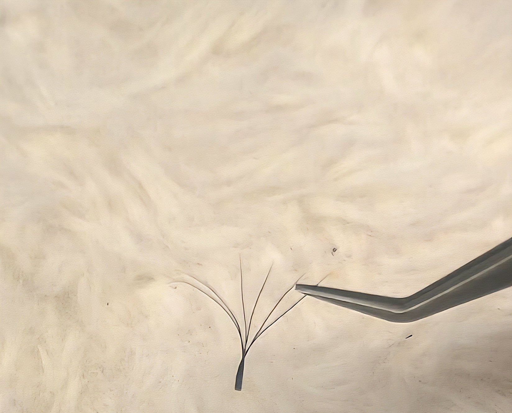 ladybuglashes lashglue lashtrays lashadhesive glueretention cloverlashes wlashes yylashes premades promades lashes