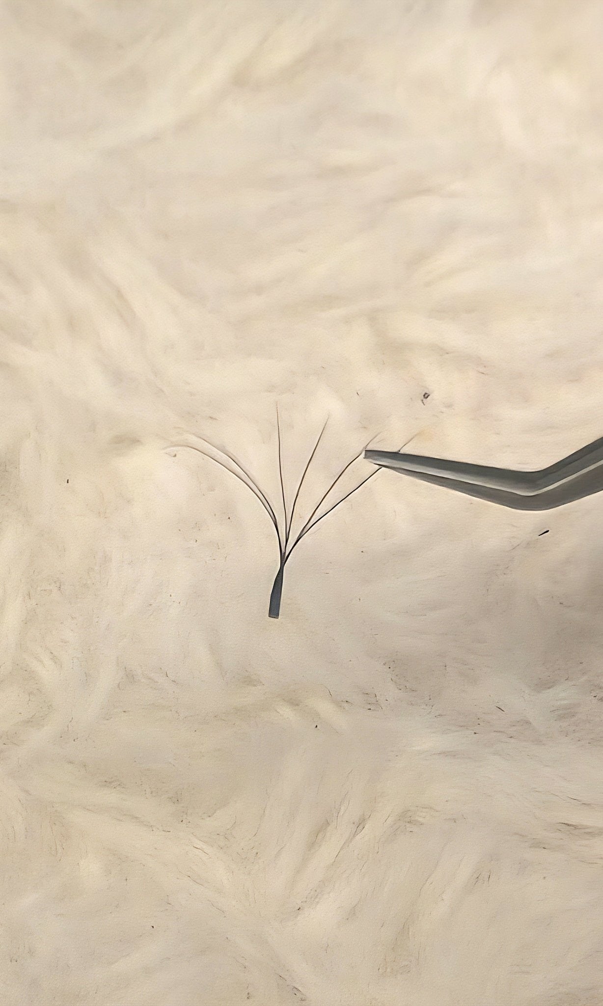 ladybuglashes lashglue lashtrays lashadhesive glueretention cloverlashes wlashes yylashes premades promades lashes