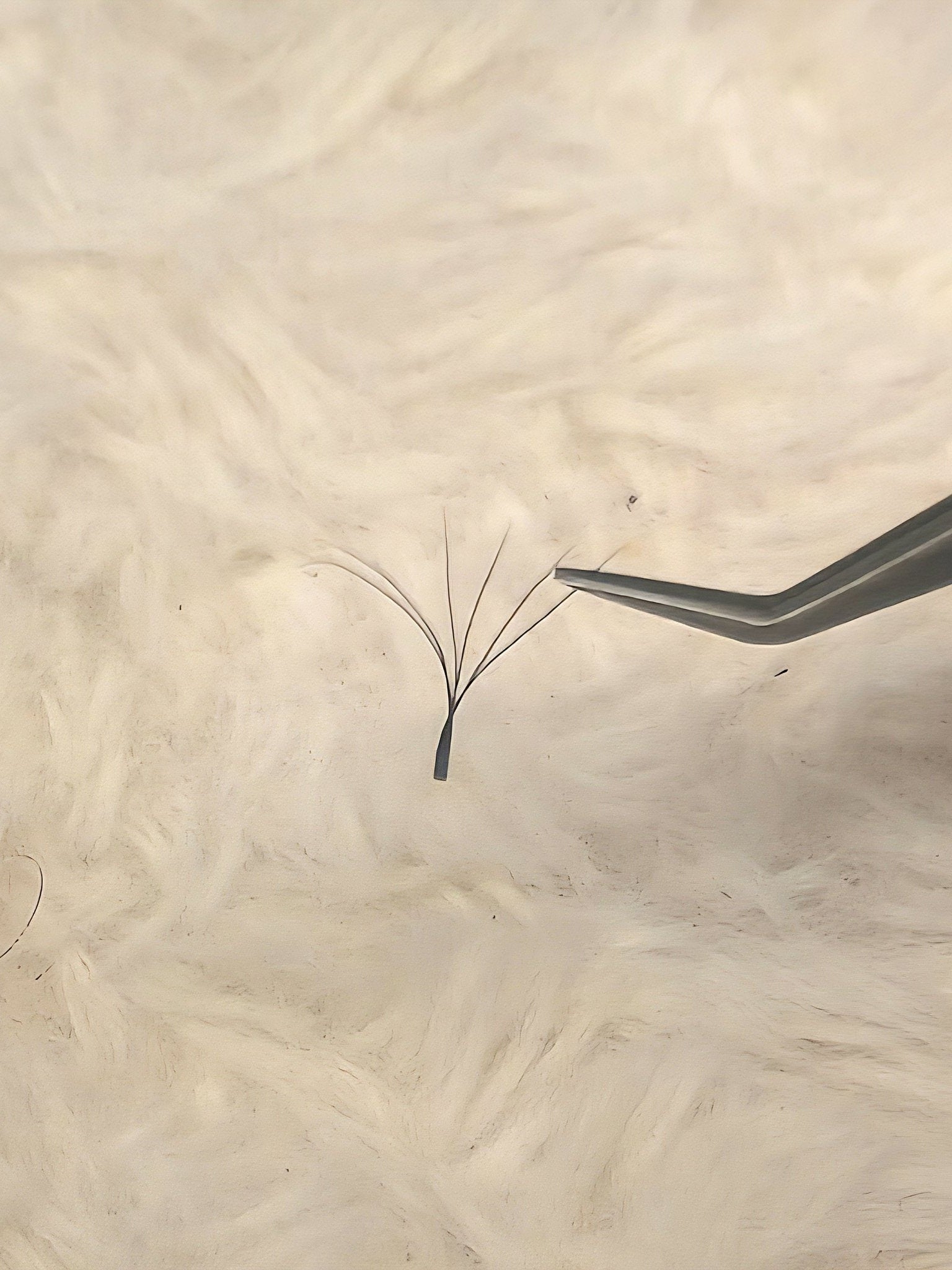 ladybuglashes lashglue lashtrays lashadhesive glueretention cloverlashes wlashes yylashes premades promades lashes