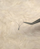 ladybuglashes lashglue lashtrays lashadhesive glueretention cloverlashes wlashes yylashes premades promades lashes