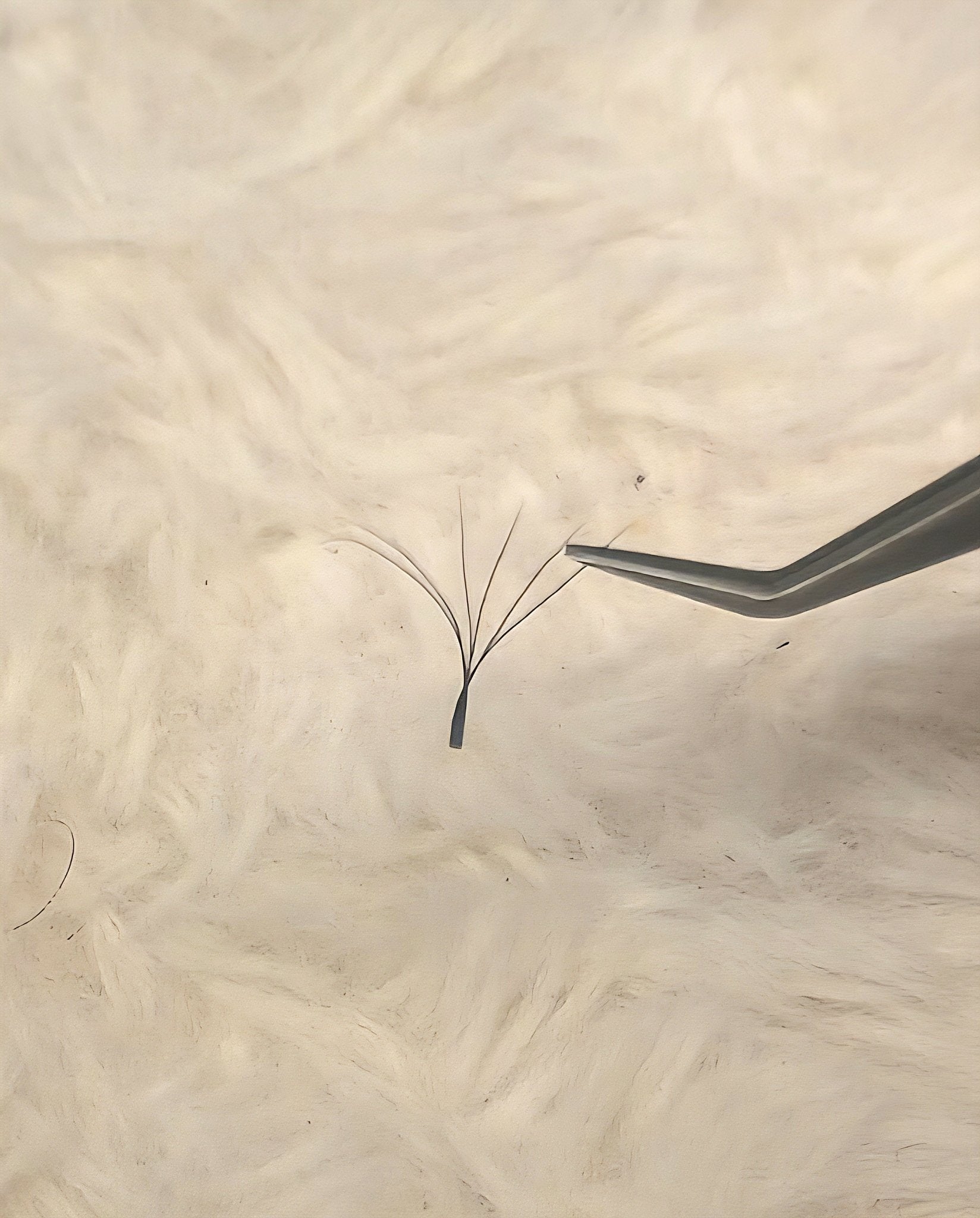 ladybuglashes lashglue lashtrays lashadhesive glueretention cloverlashes wlashes yylashes premades promades lashes