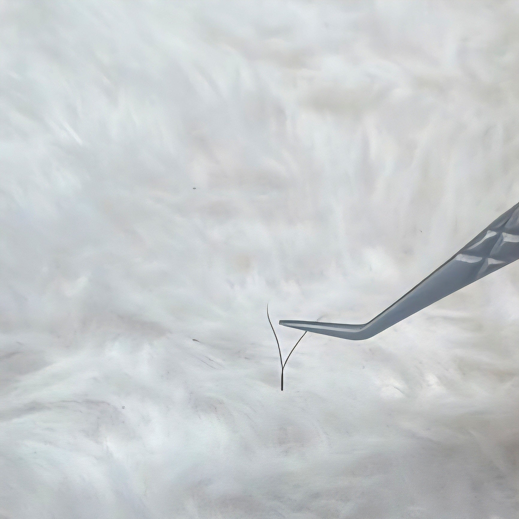 Ladybug Lashes YY Lash Sample Tray