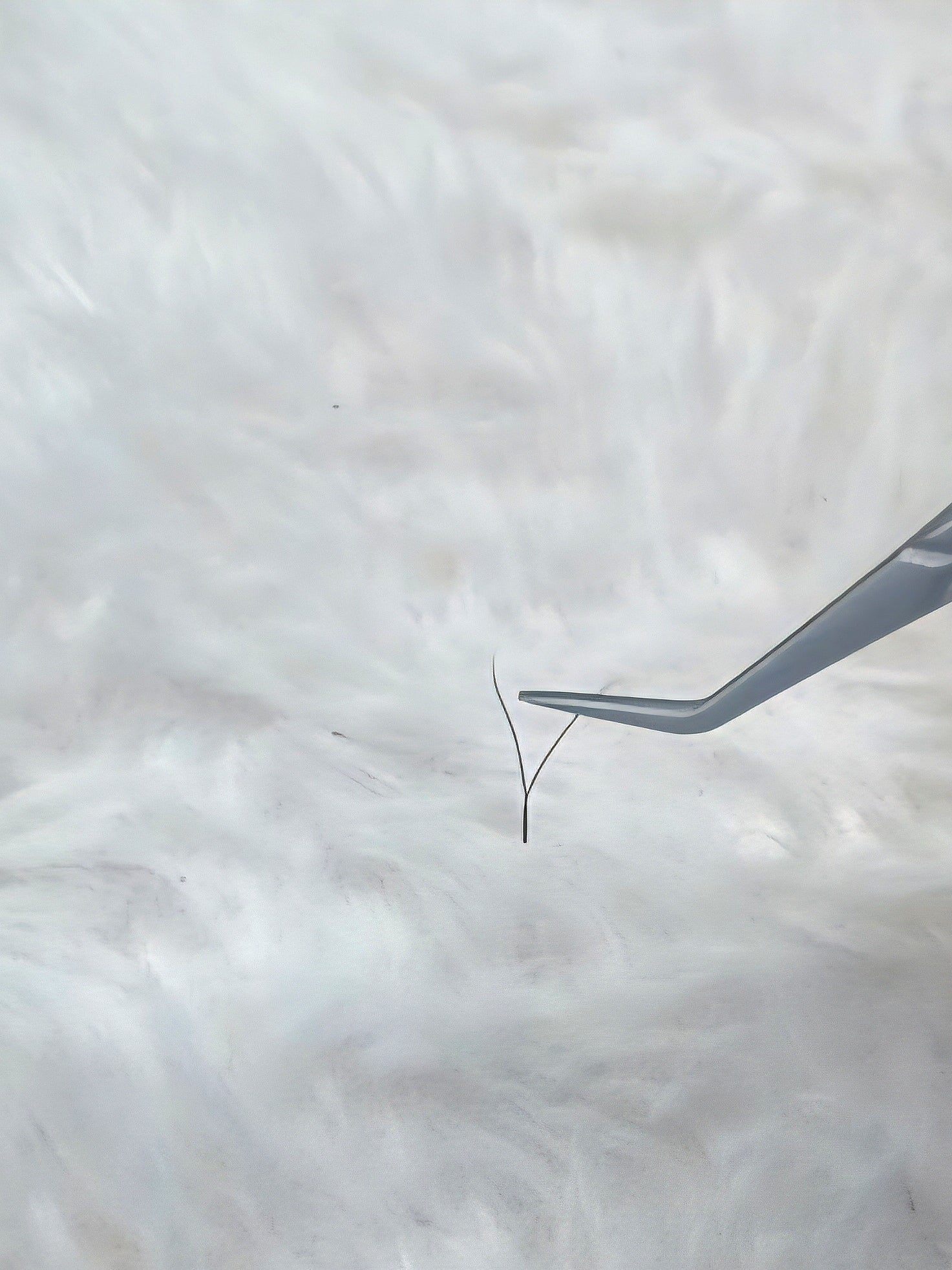 Ladybug Lashes YY Lash Sample Tray