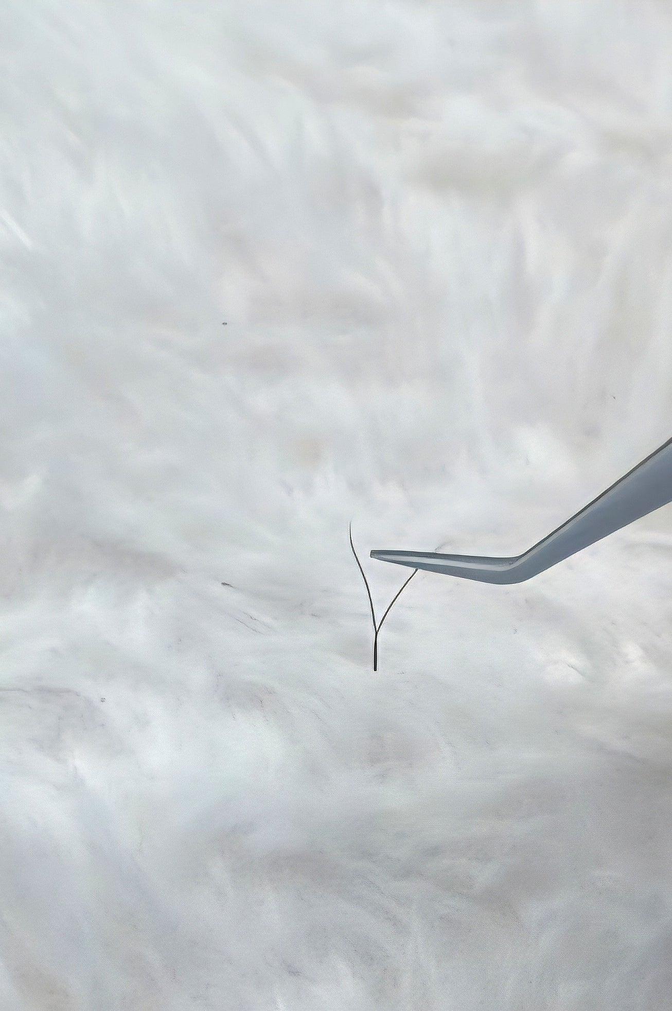 Ladybug Lashes YY Lash Sample Tray