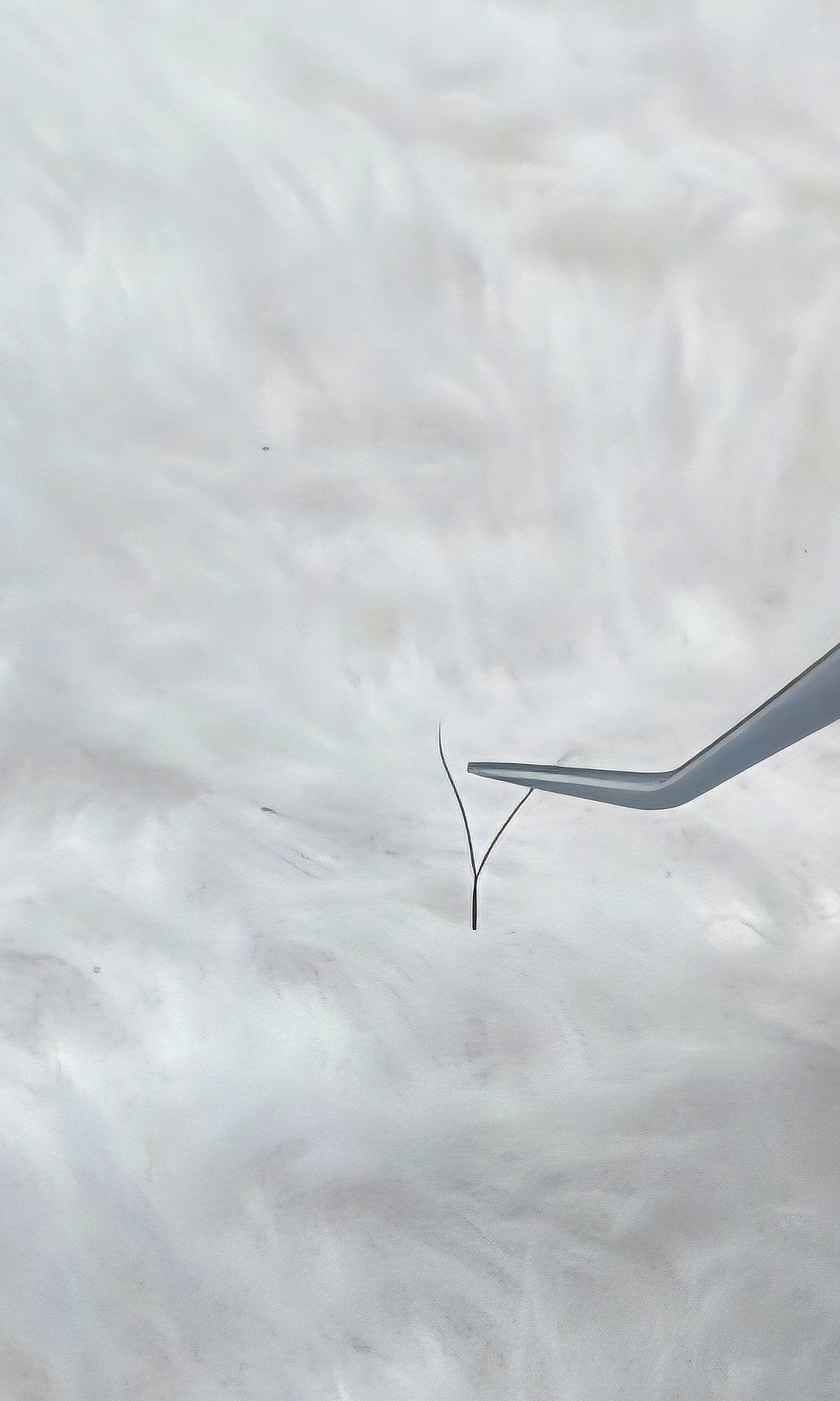 Ladybug Lashes YY Lash Sample Tray