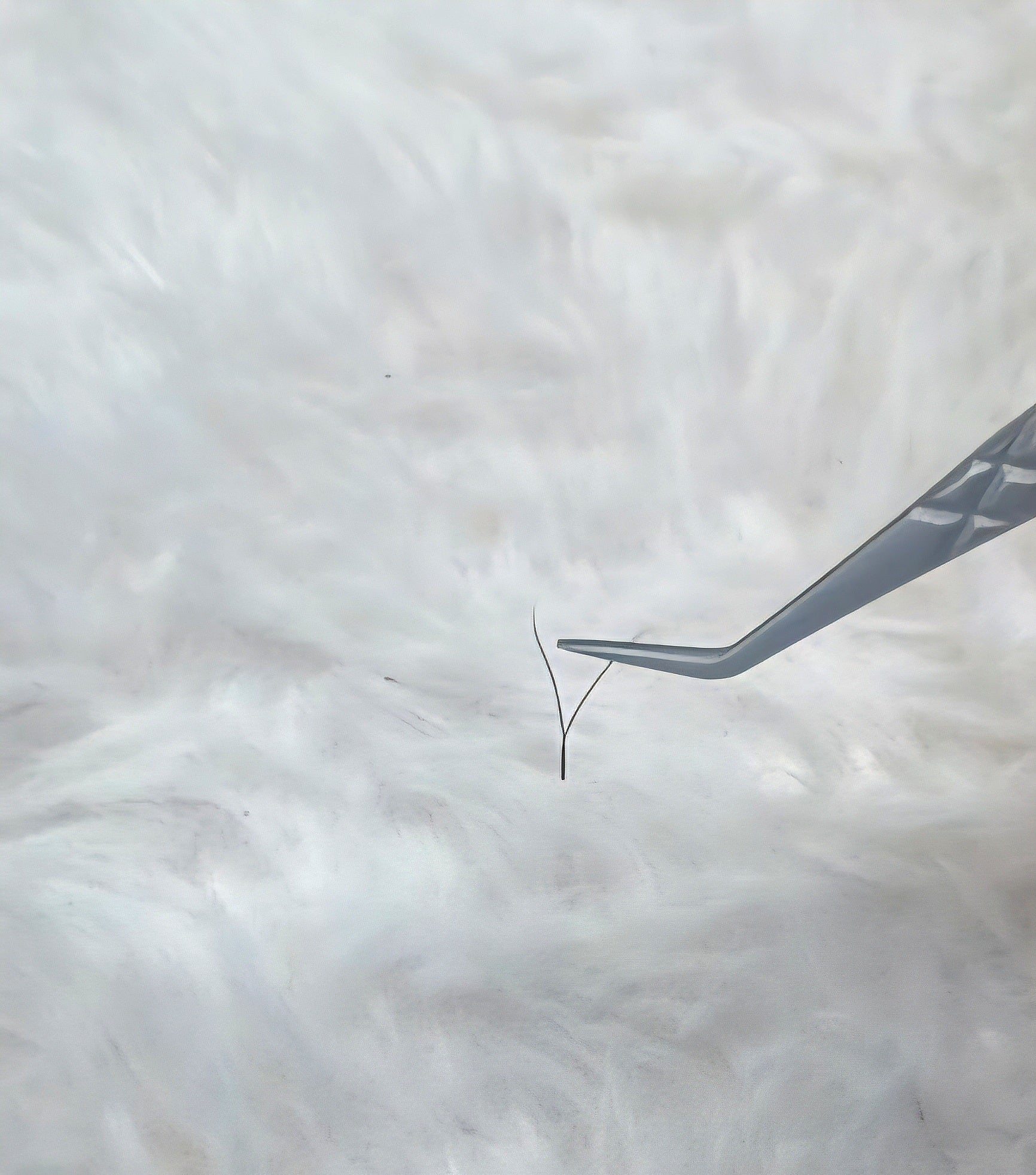 Ladybug Lashes YY Lash Sample Tray