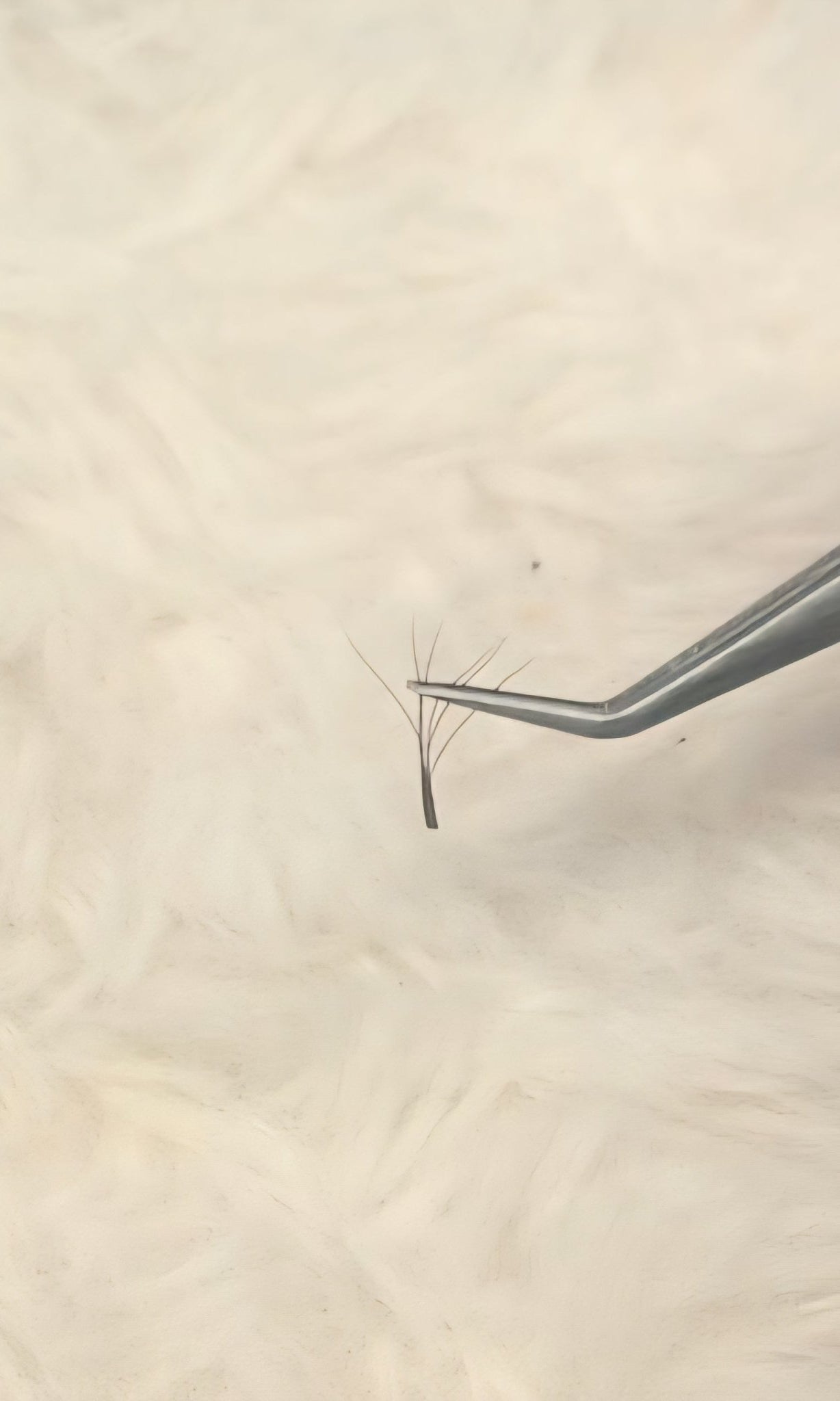 ladybuglashes lashglue lashtrays lashadhesive glueretention cloverlashes wlashes yylashes premades promades lashes