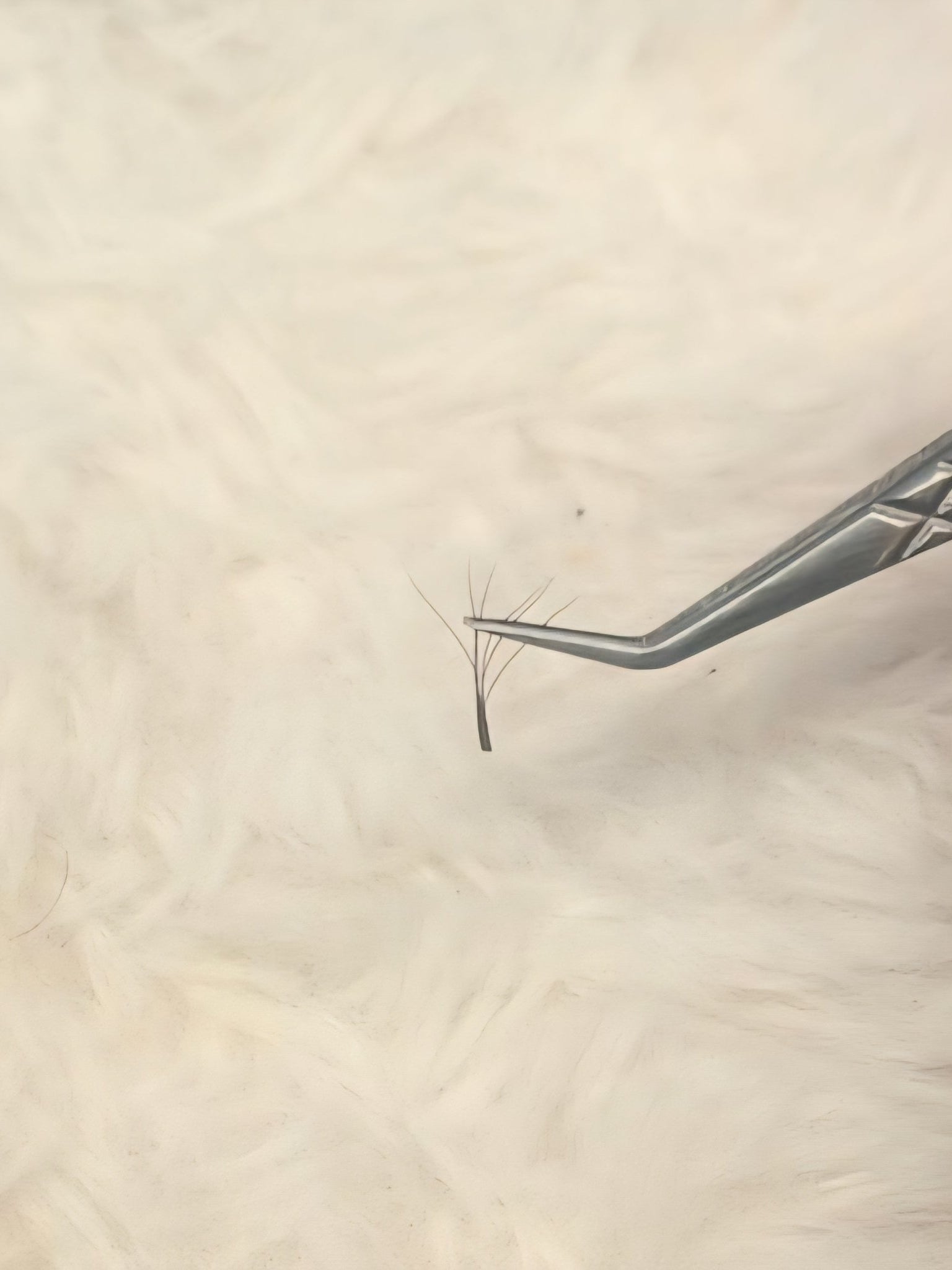 ladybuglashes lashglue lashtrays lashadhesive glueretention cloverlashes wlashes yylashes premades promades lashes