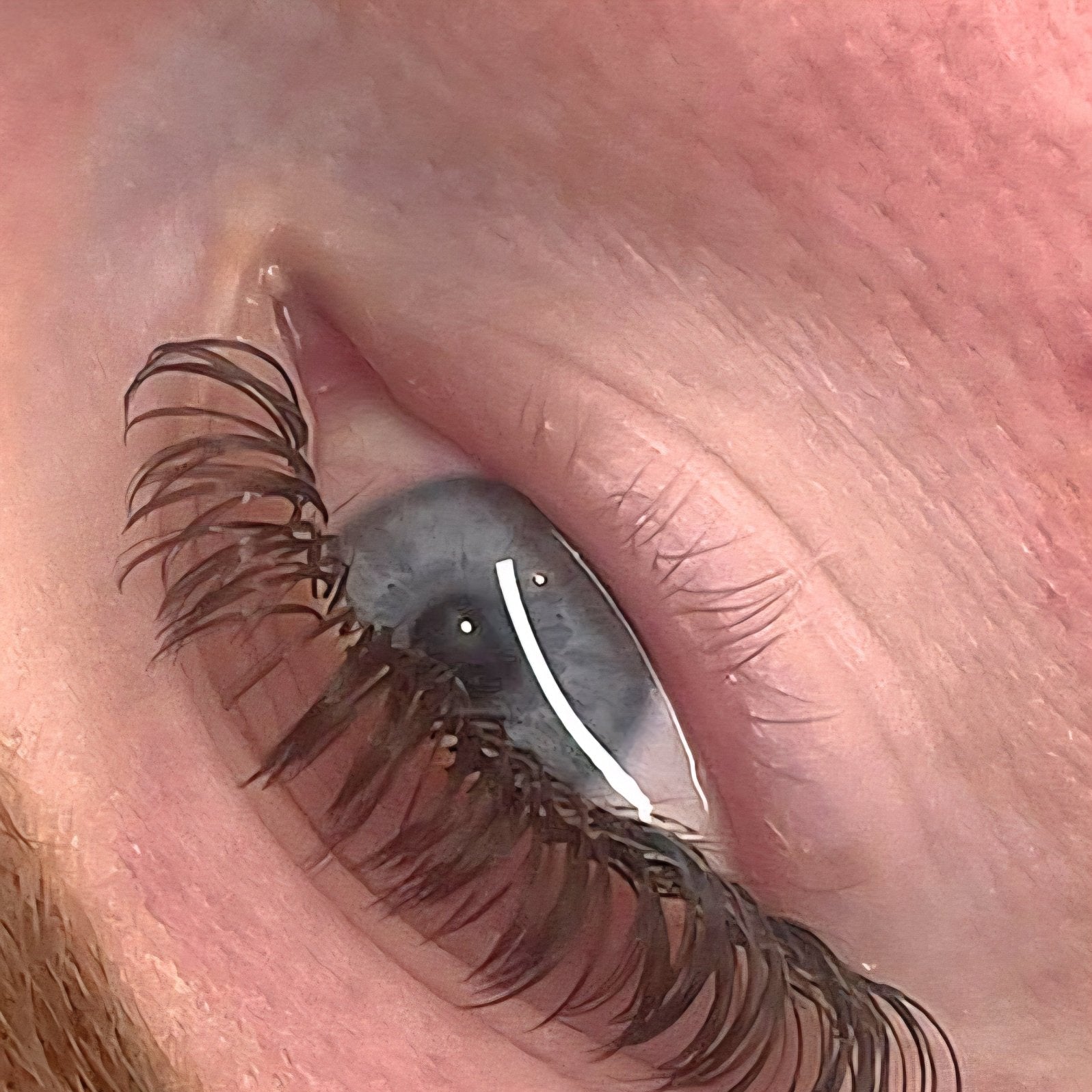 🤎 Brown Angel Lash Mixed Tray 🤎 Pre-Made Fans Soft & Natural