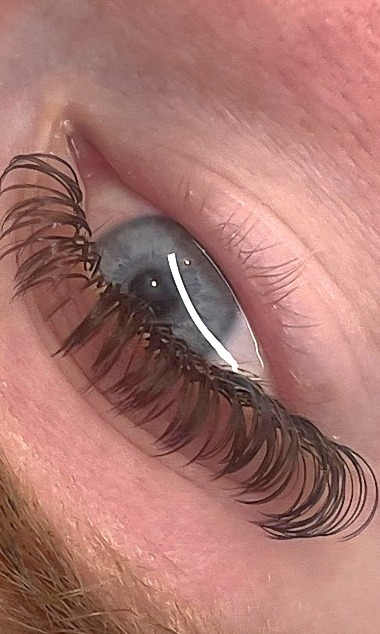 🤎 Brown Angel Lash Mixed Tray 🤎 Pre-Made Fans Soft & Natural