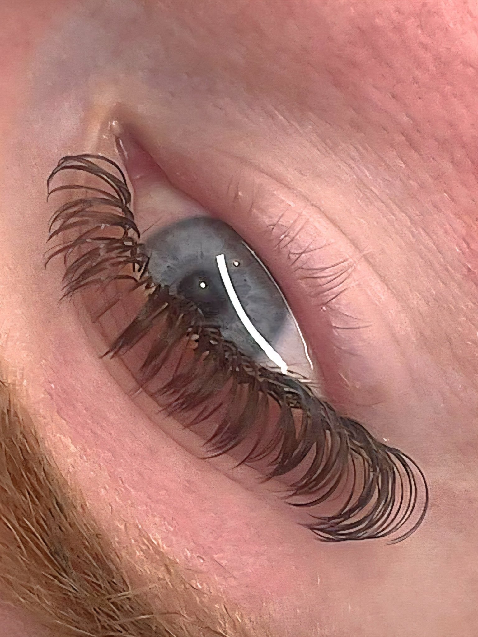 🤎 Brown Angel Lash Mixed Tray 🤎 Pre-Made Fans Soft & Natural