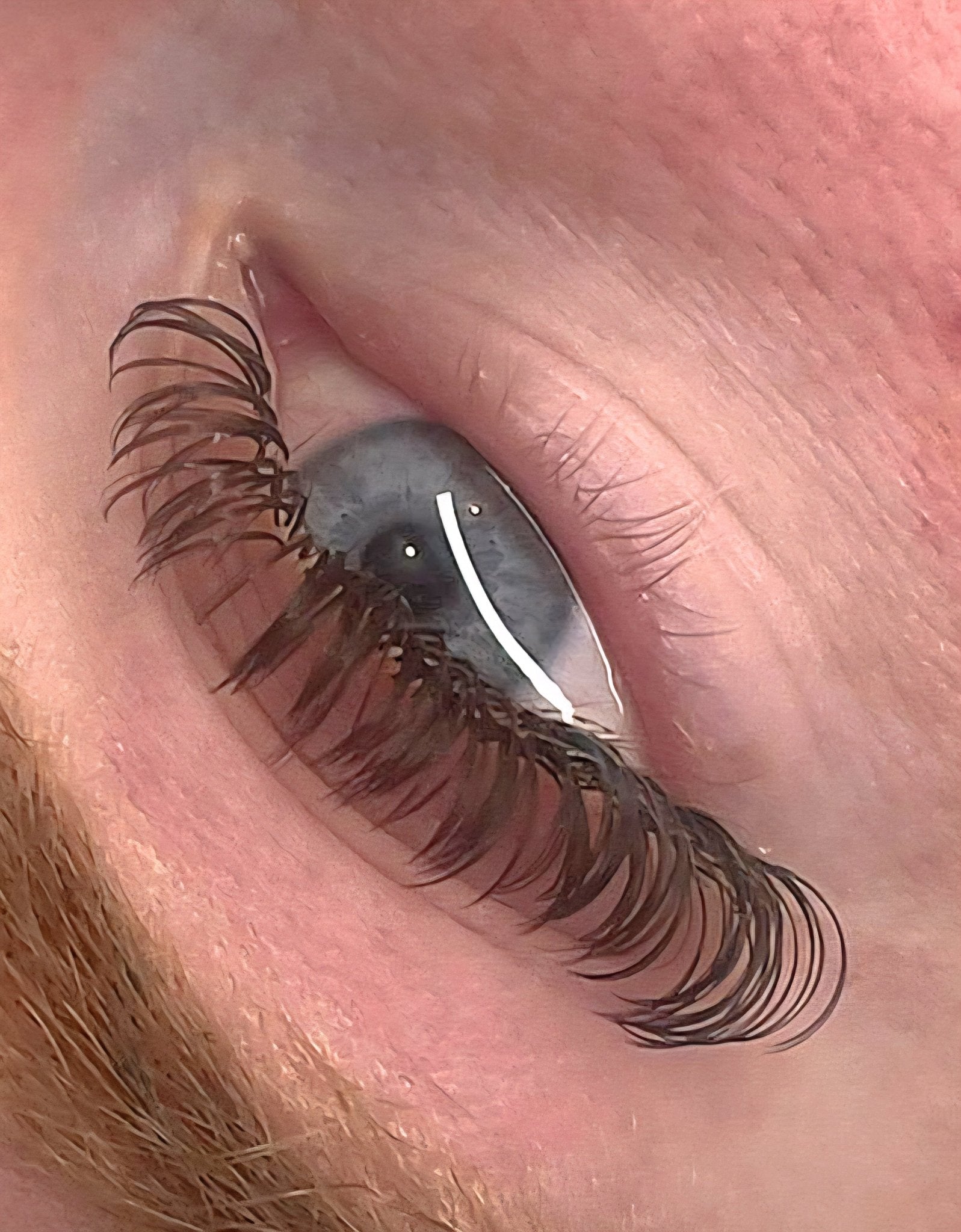 🤎 Brown Angel Lash Mixed Tray 🤎 Pre-Made Fans Soft & Natural