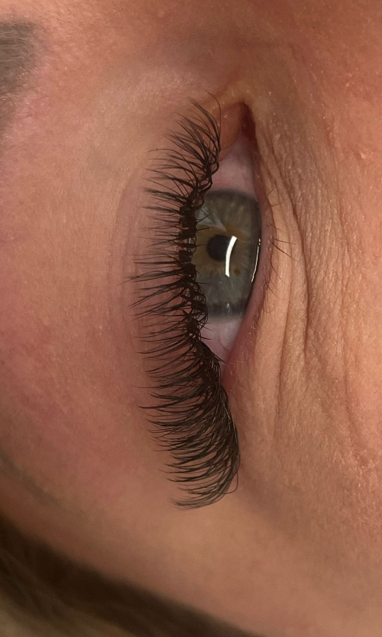 ladybuglashes lashglue lashtrays lashadhesive glueretention cloverlashes wlashes yylashes premades promades lashes