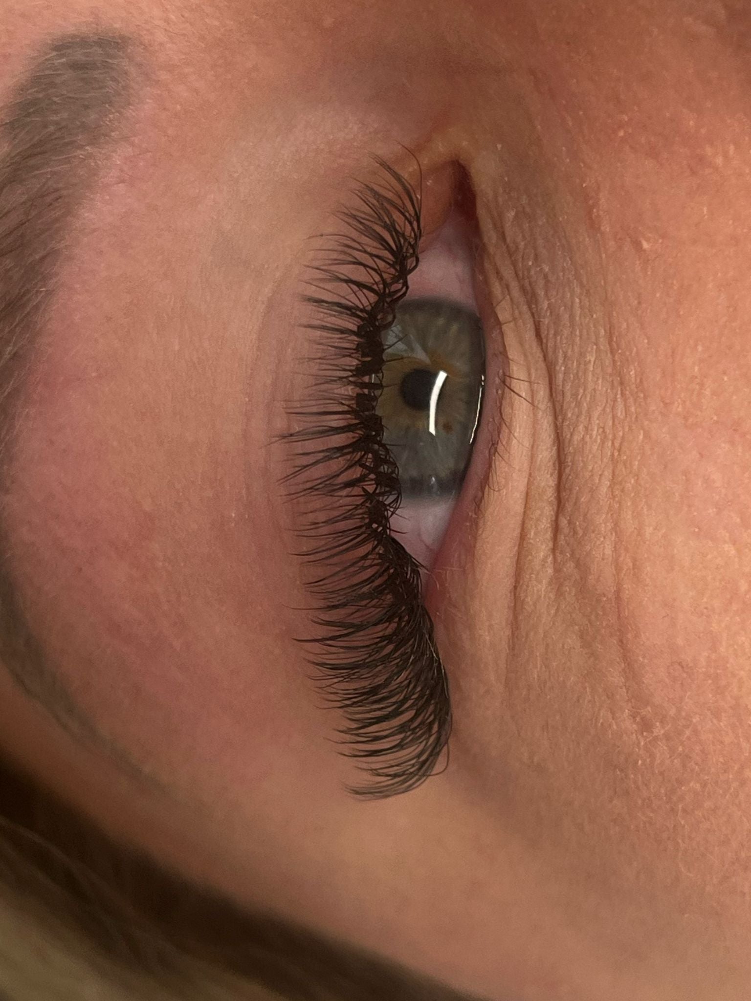 ladybuglashes lashglue lashtrays lashadhesive glueretention cloverlashes wlashes yylashes premades promades lashes