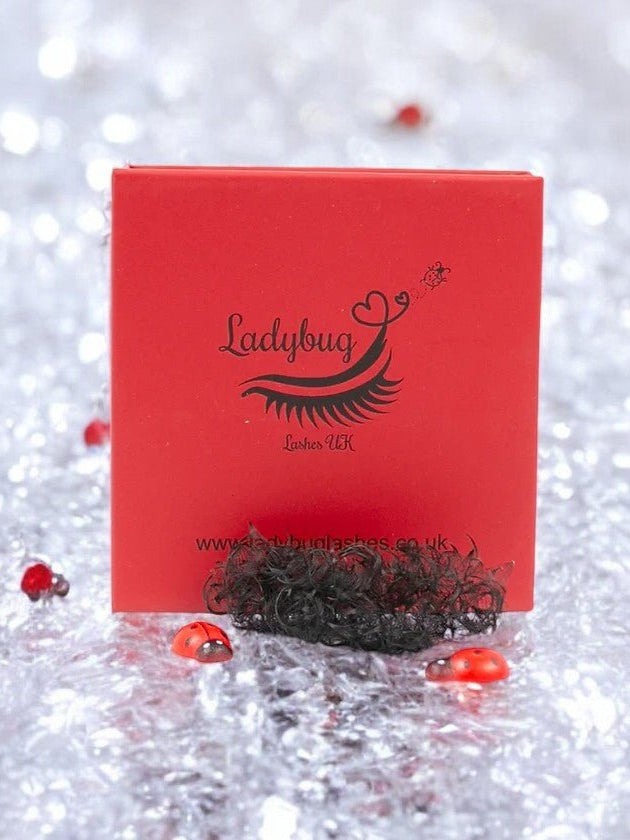 ladybuglashes lashglue lashtrays lashadhesive glueretention cloverlashes wlashes yylashes premades promades lashes