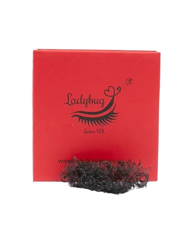 ladybuglashes lashglue lashtrays lashadhesive glueretention cloverlashes wlashes yylashes premades promades lashes