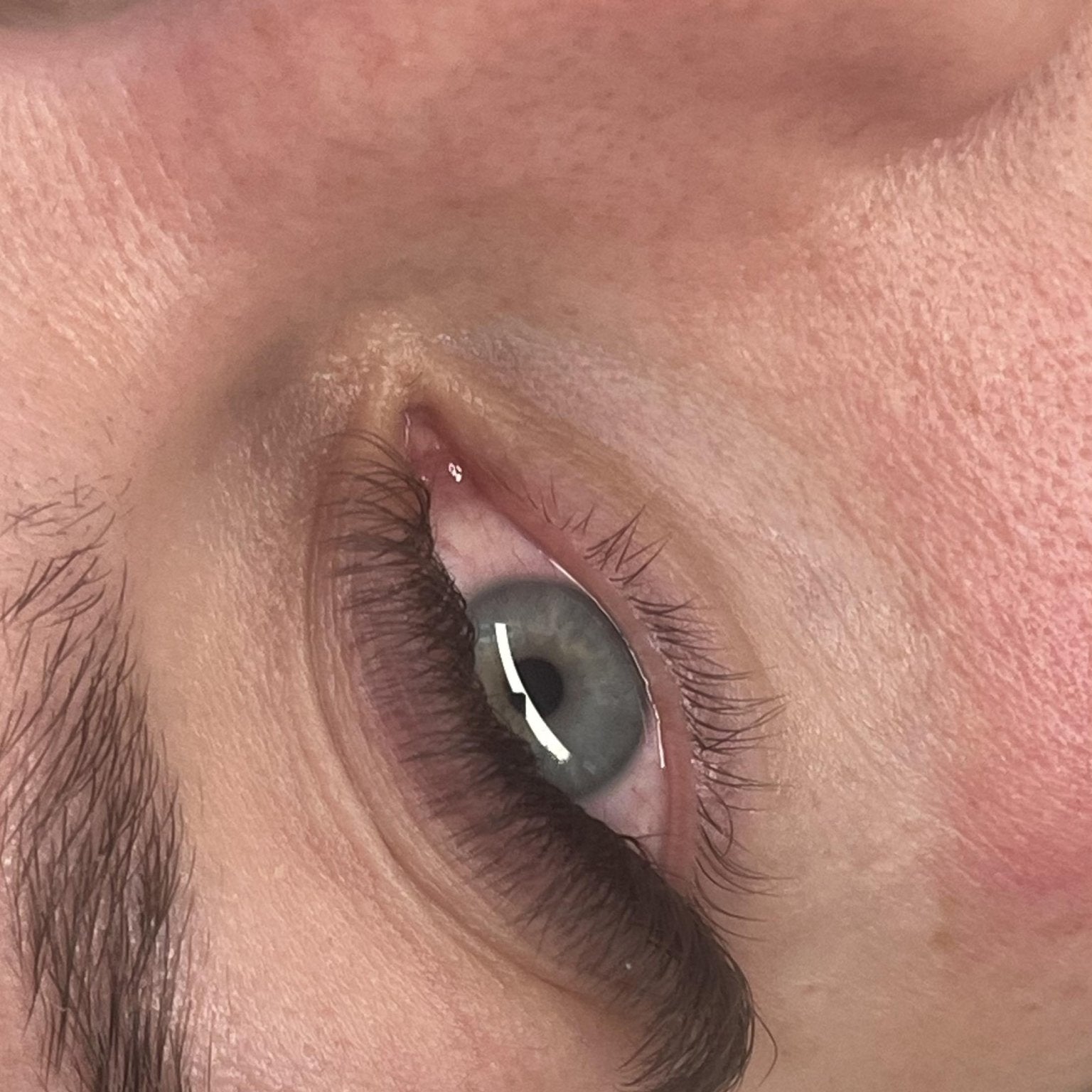 ladybuglashes lashglue lashtrays lashadhesive glueretention cloverlashes wlashes yylashes premades promades lashes