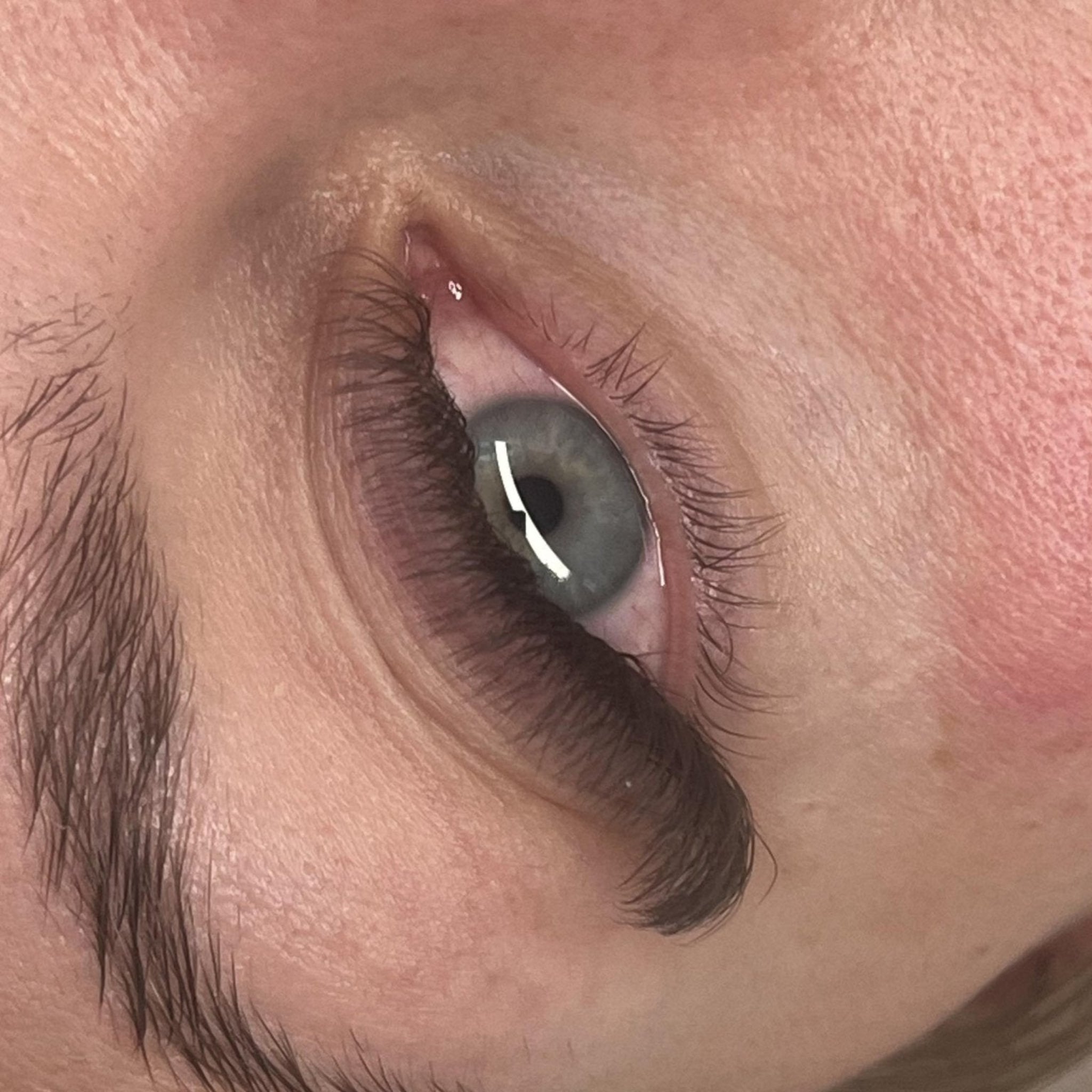 ladybuglashes lashglue lashtrays lashadhesive glueretention cloverlashes wlashes yylashes premades promades lashes