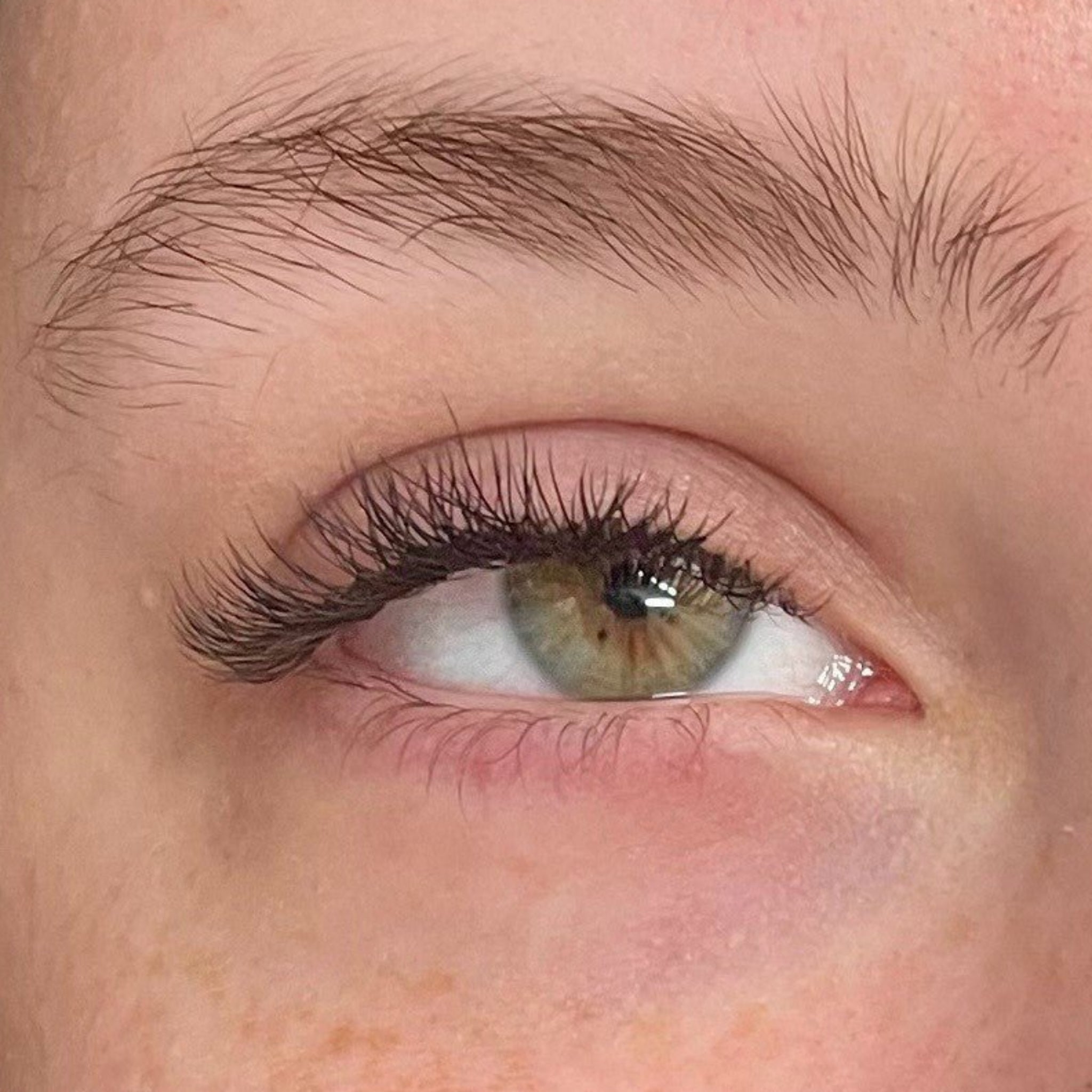 ladybuglashes lashglue lashtrays lashadhesive glueretention cloverlashes wlashes yylashes premades promades lashes