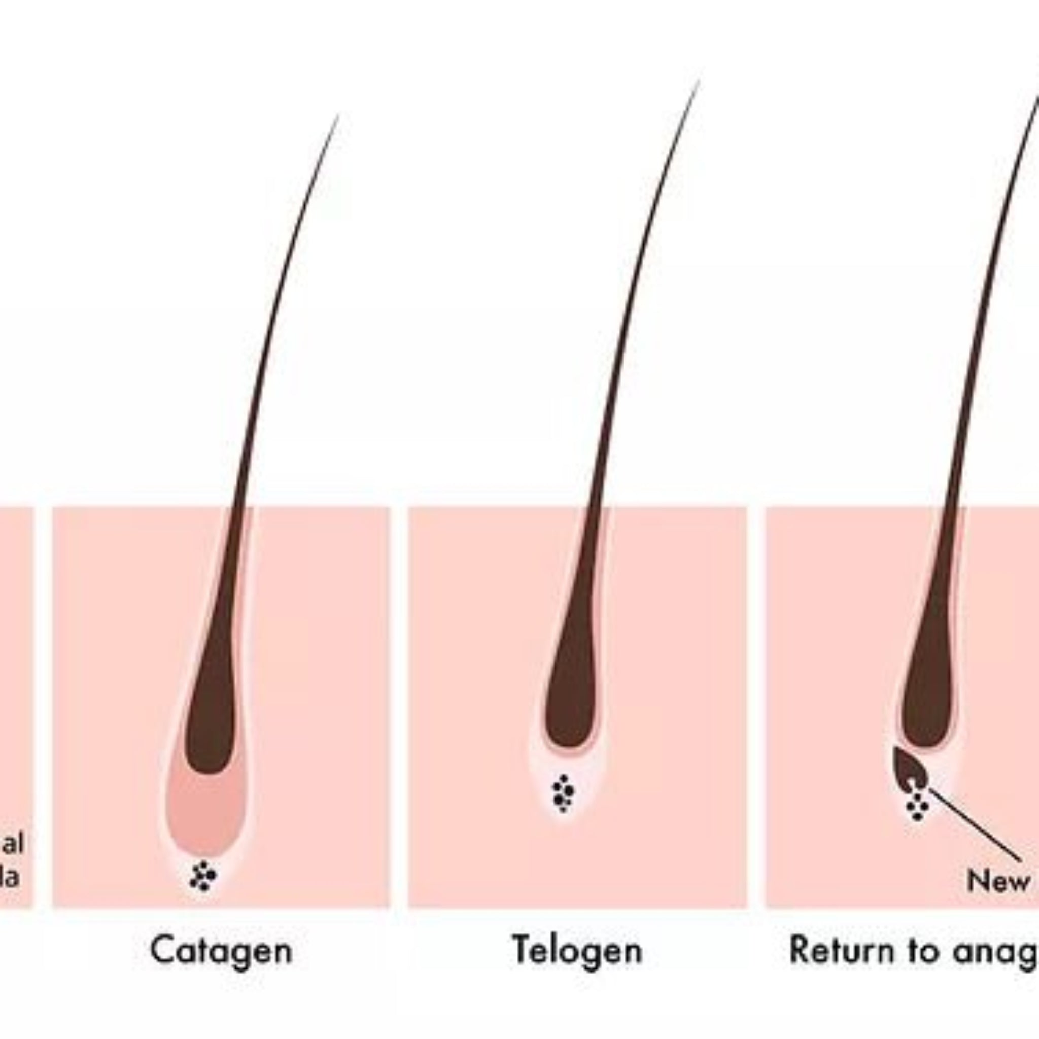 ladybuglashes lashglue lashtrays lashadhesive glueretention cloverlashes wlashes yylashes premades promades lashes