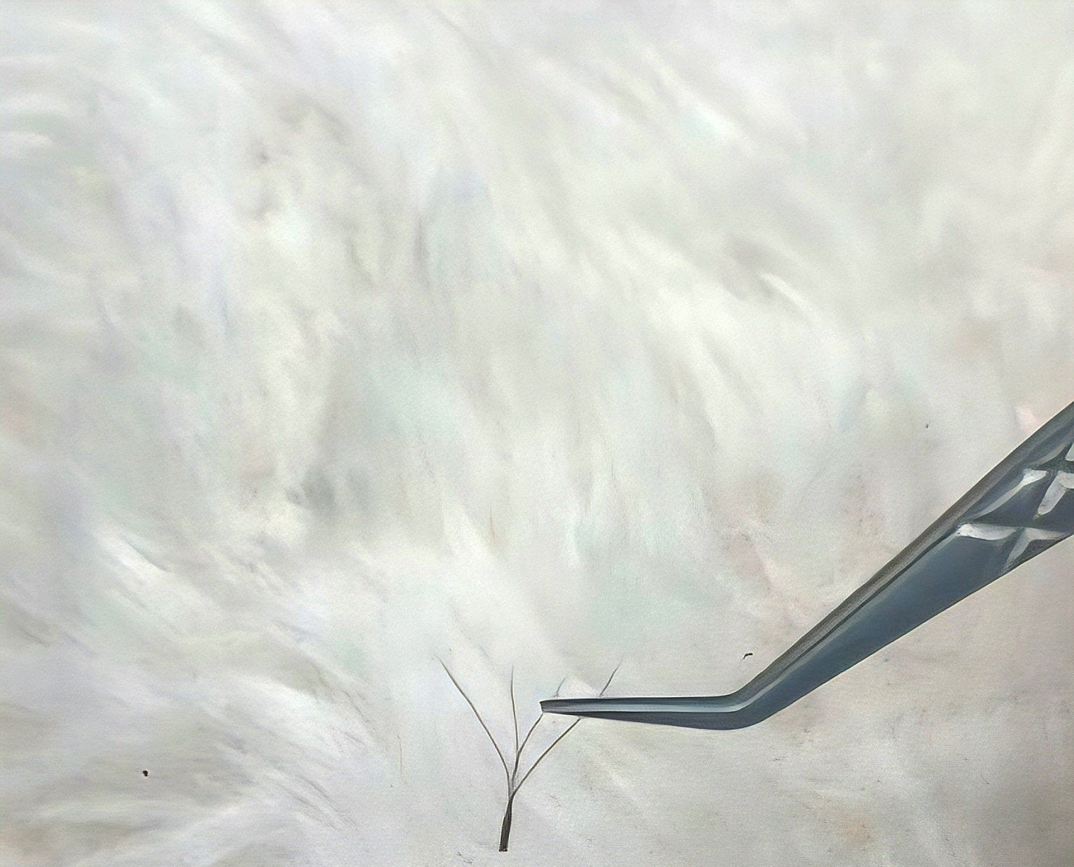 ladybuglashes lashglue lashtrays lashadhesive glueretention cloverlashes wlashes yylashes premades promades lashes