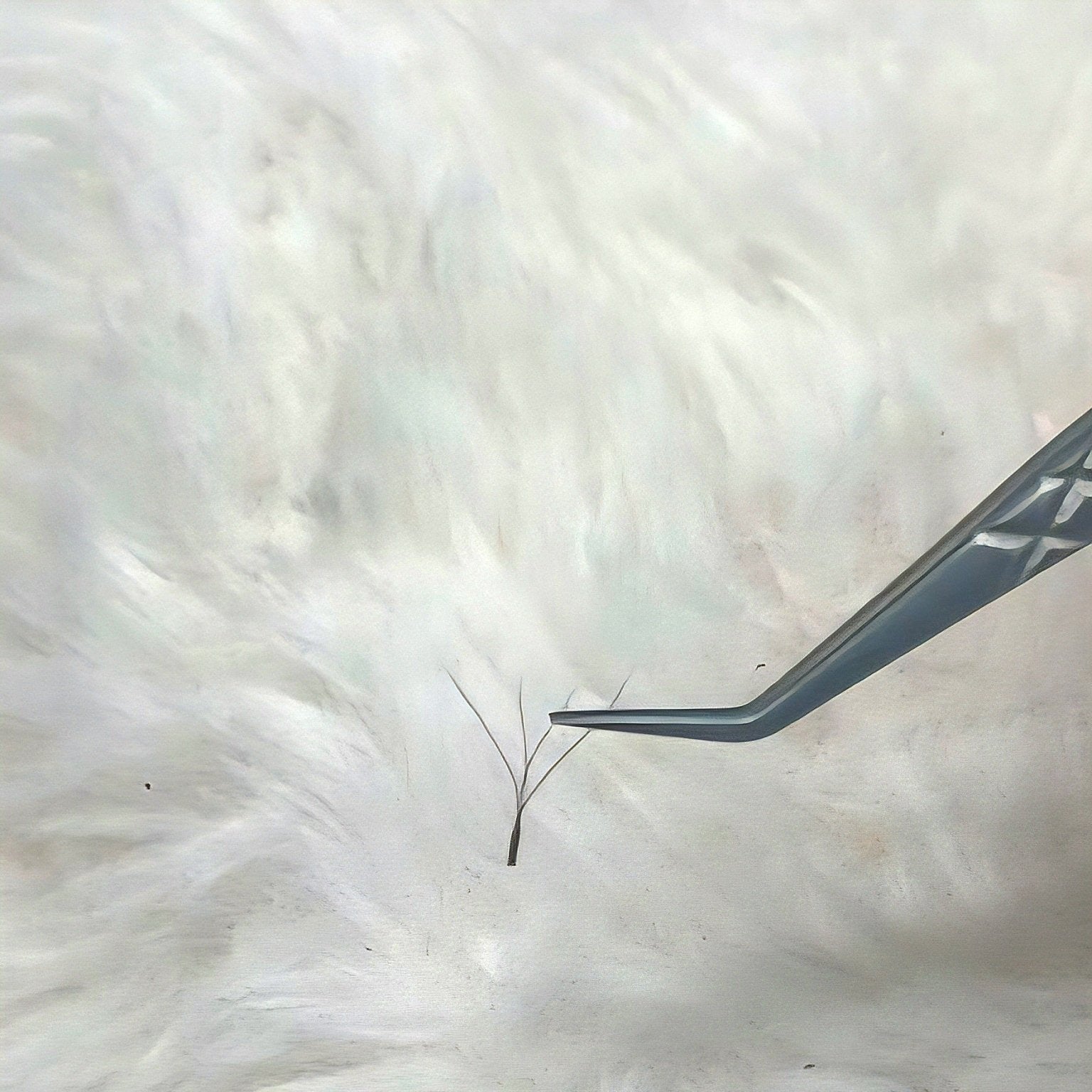 ladybuglashes lashglue lashtrays lashadhesive glueretention cloverlashes wlashes yylashes premades promades lashes