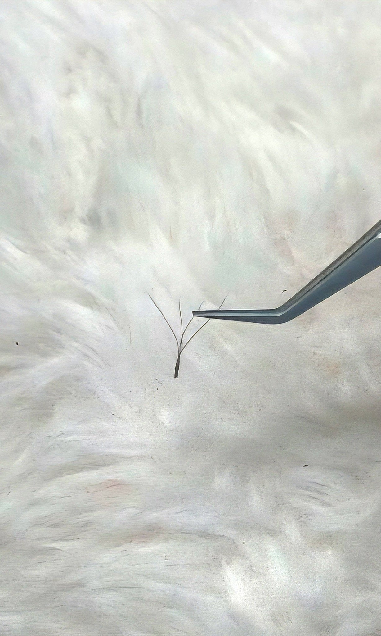 ladybuglashes lashglue lashtrays lashadhesive glueretention cloverlashes wlashes yylashes premades promades lashes