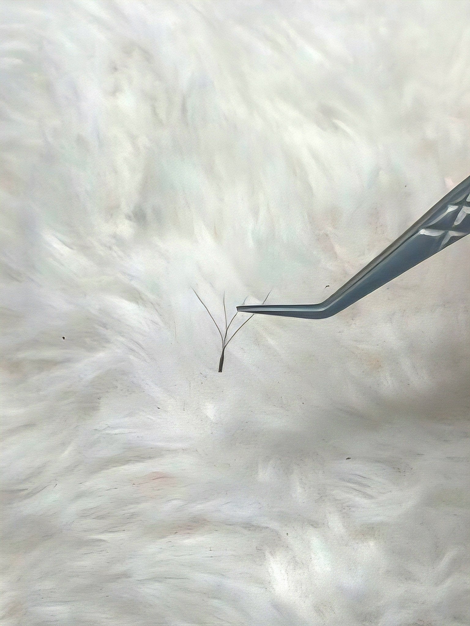 ladybuglashes lashglue lashtrays lashadhesive glueretention cloverlashes wlashes yylashes premades promades lashes