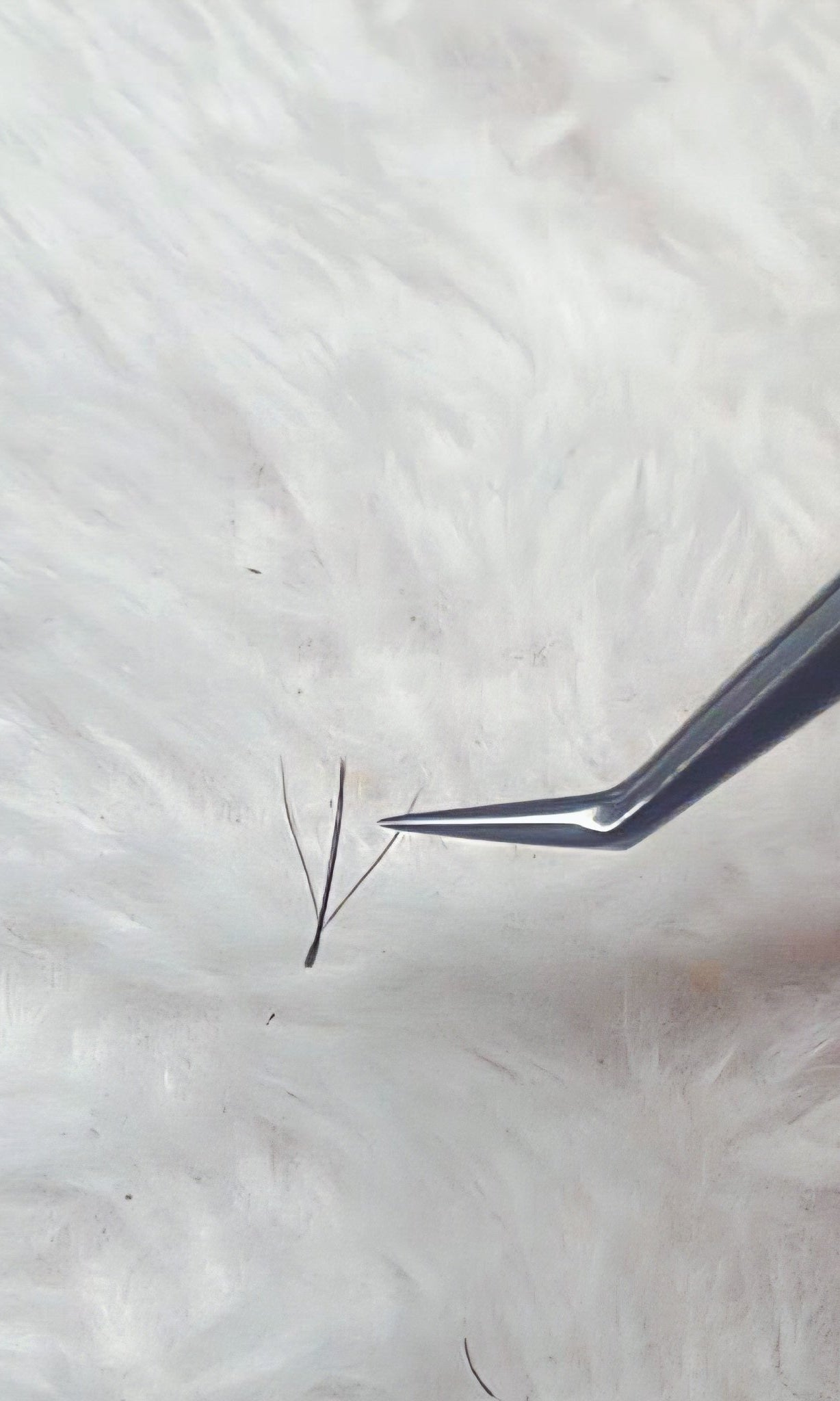 ladybuglashes lashglue lashtrays lashadhesive glueretention cloverlashes wlashes yylashes premades promades lashes