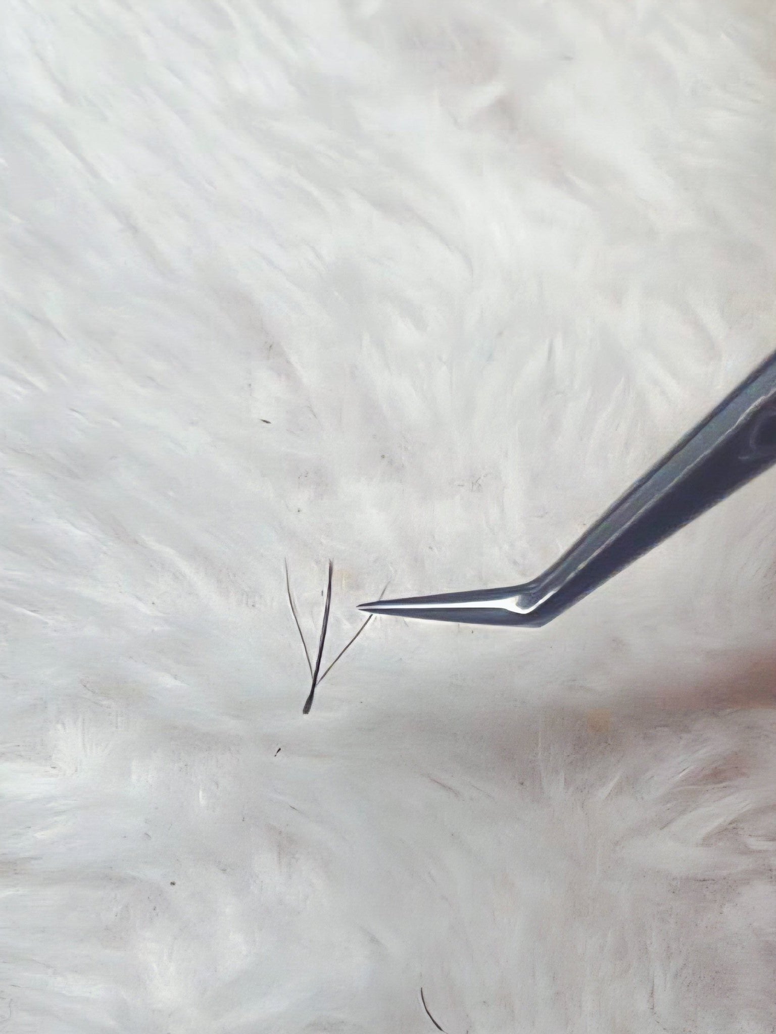 ladybuglashes lashglue lashtrays lashadhesive glueretention cloverlashes wlashes yylashes premades promades lashes