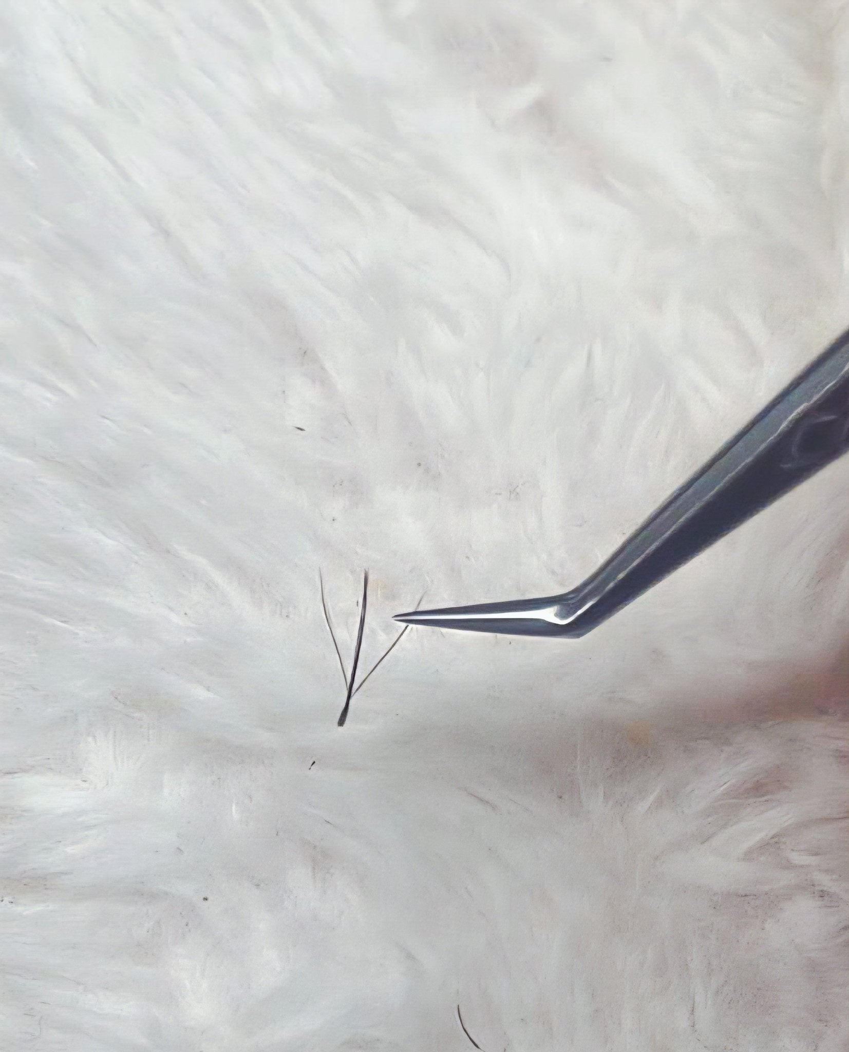 ladybuglashes lashglue lashtrays lashadhesive glueretention cloverlashes wlashes yylashes premades promades lashes